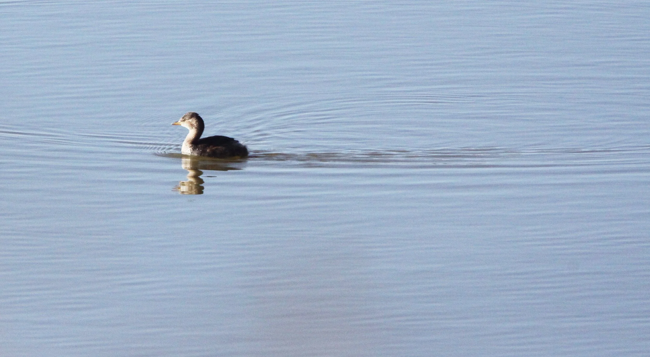 Little Grebe (Tachybaptus ruficollis) Kruger NP South Africa (3).JPG