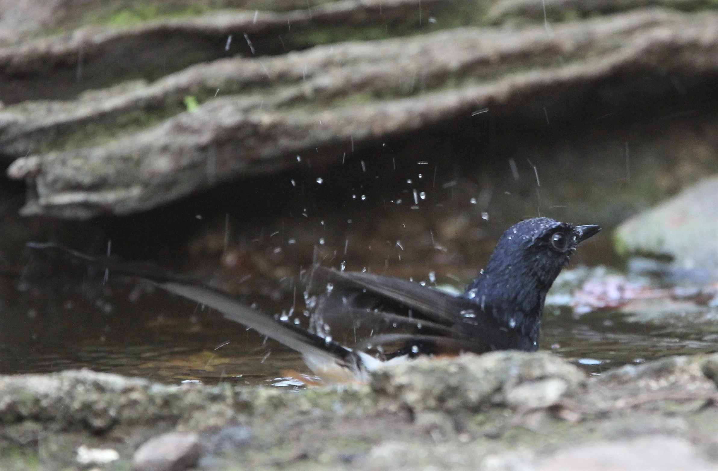 SHAMA - WHITE-RUMPED SHAMA - LUNG SIN HIDE KAENG KRACHAN H.jpg