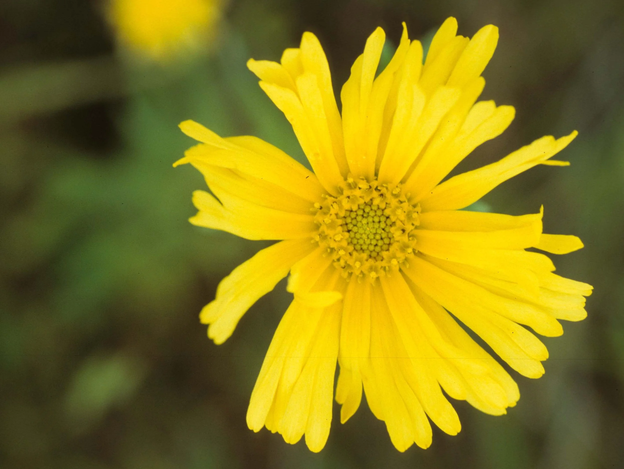 MONTANA - GLACIER - ASTERACEAE SPECIES (3).jpg