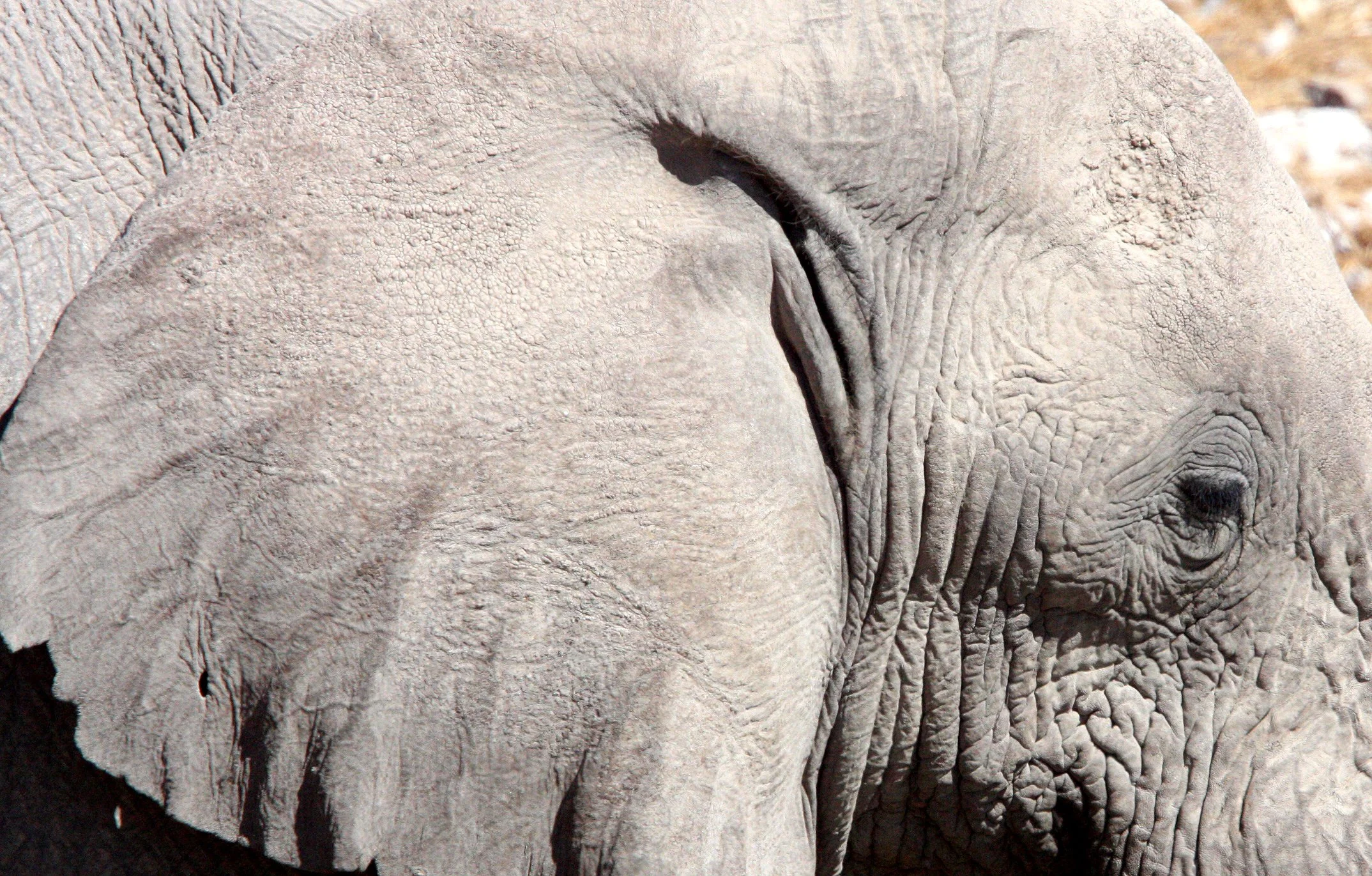 ELEPHANT - AFRICAN ELEPHANT - ETOSHA NATIONAL PARK NAMIBIA (71).JPG