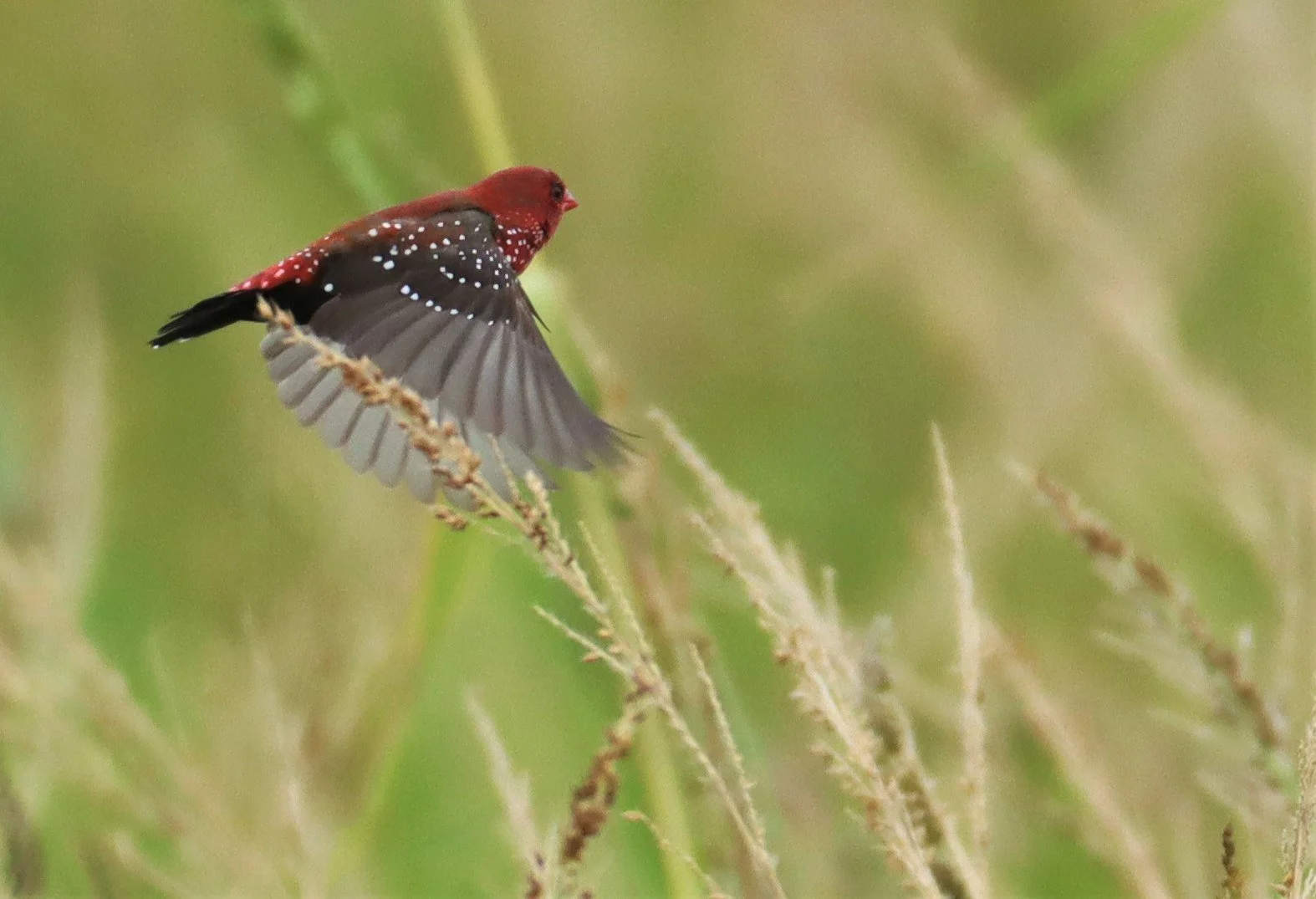RED AVADAVAT - Amandava amandava - LAD KRABANG  THAP YAO RICE FIELDS AUGUST 14 2021 (1).jpg
