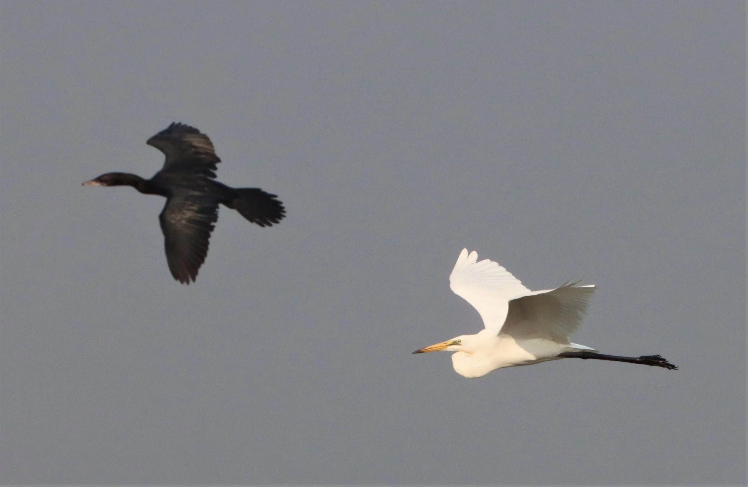 EGRET - INTERMEDIATE EGRET - Mesophoyx intermedia - BUENG BORAPHET THAILAND (29).jpg