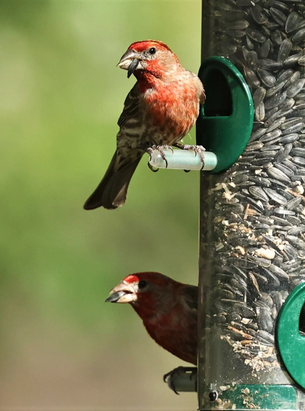 House Finch (Haemorhous mexicanus) Cave Creek Arizona (20).jpg