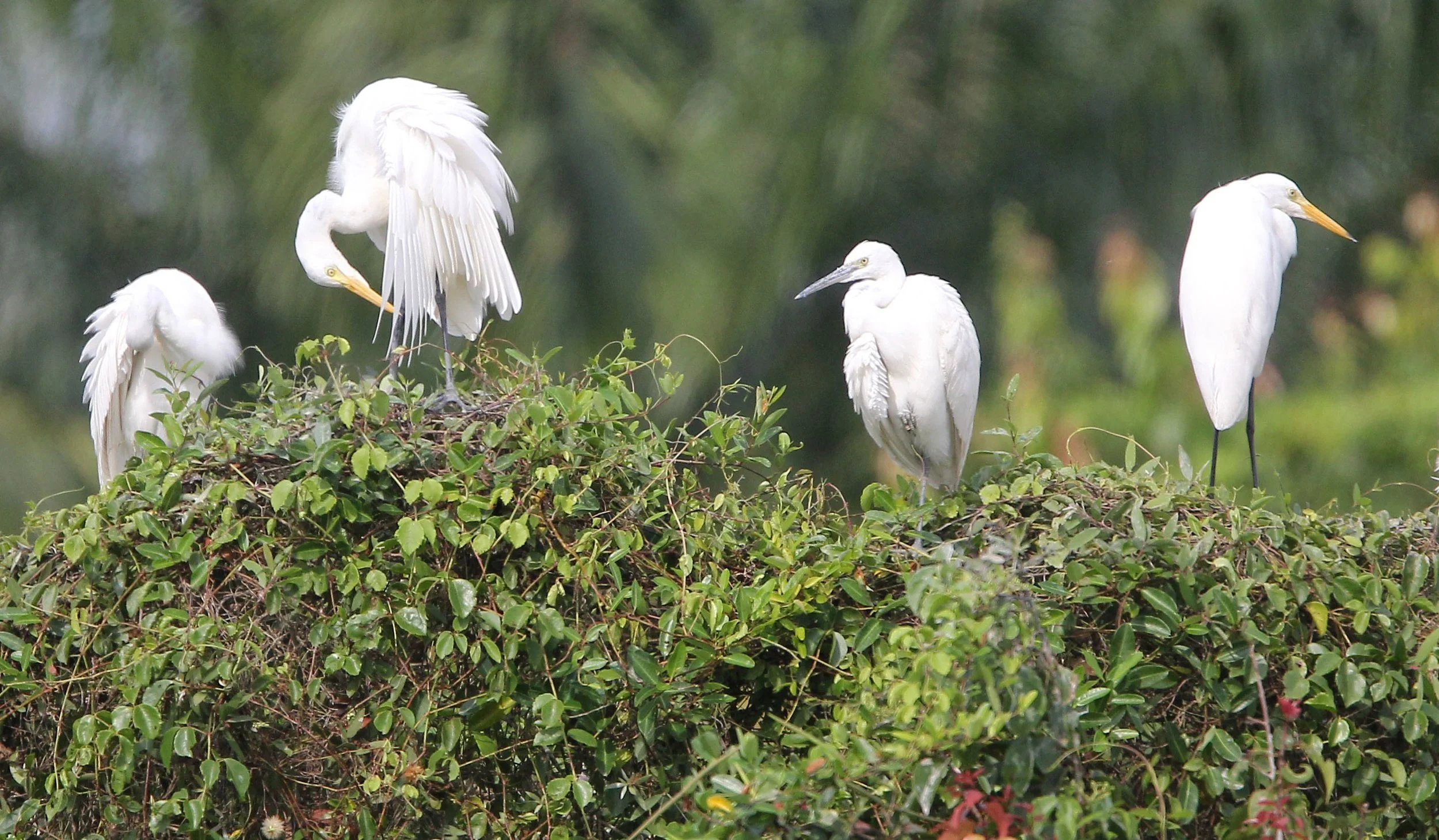 EGRET - EASTERN GREAT EGRET - Ardea (alba) modesta - CHAIYA PENINSULA SURAT THANI THAILAND (9).JPG