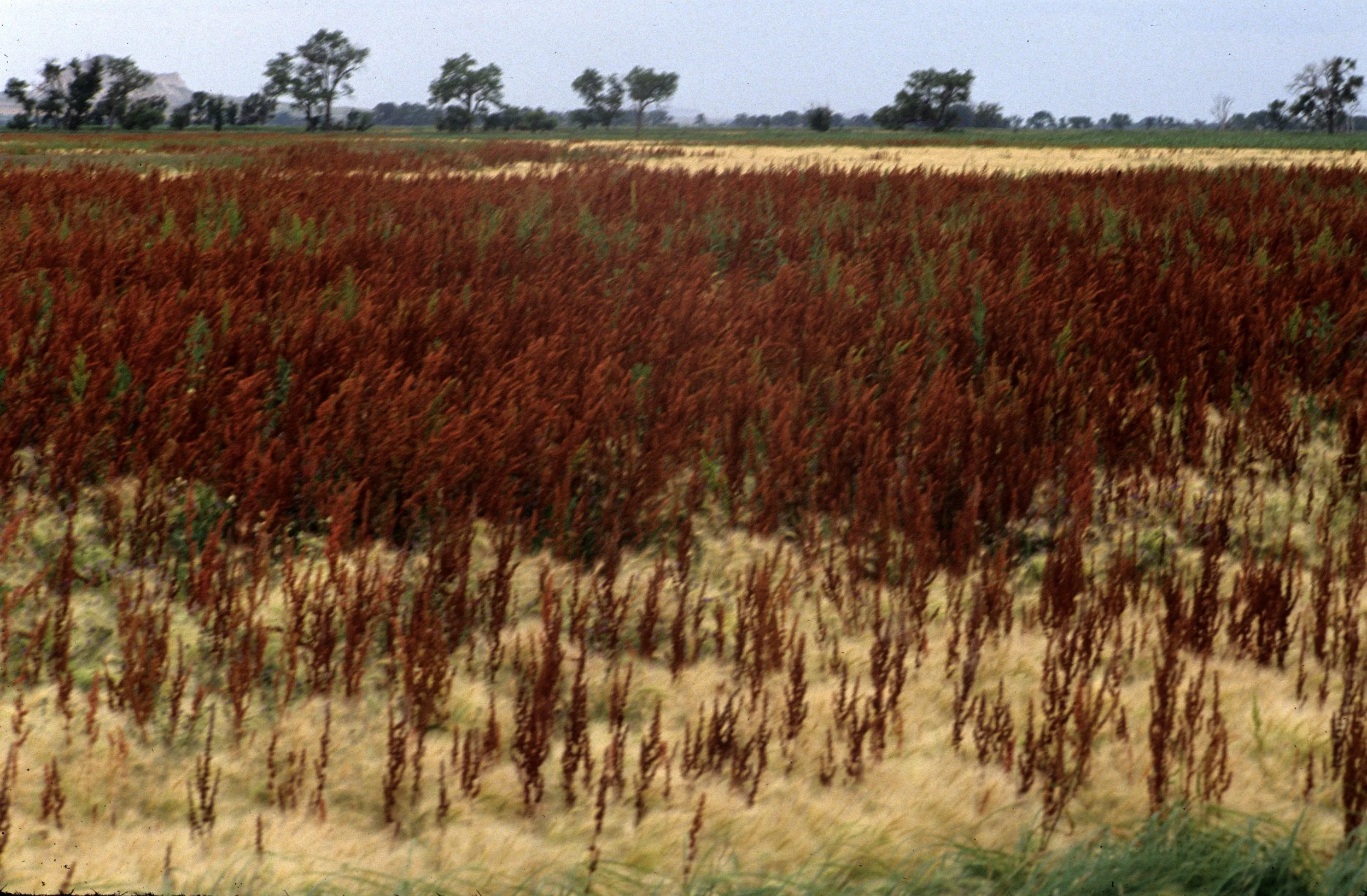 NEBRASKA - GRASSLANDS OF GREAT PLAINS (2).jpg