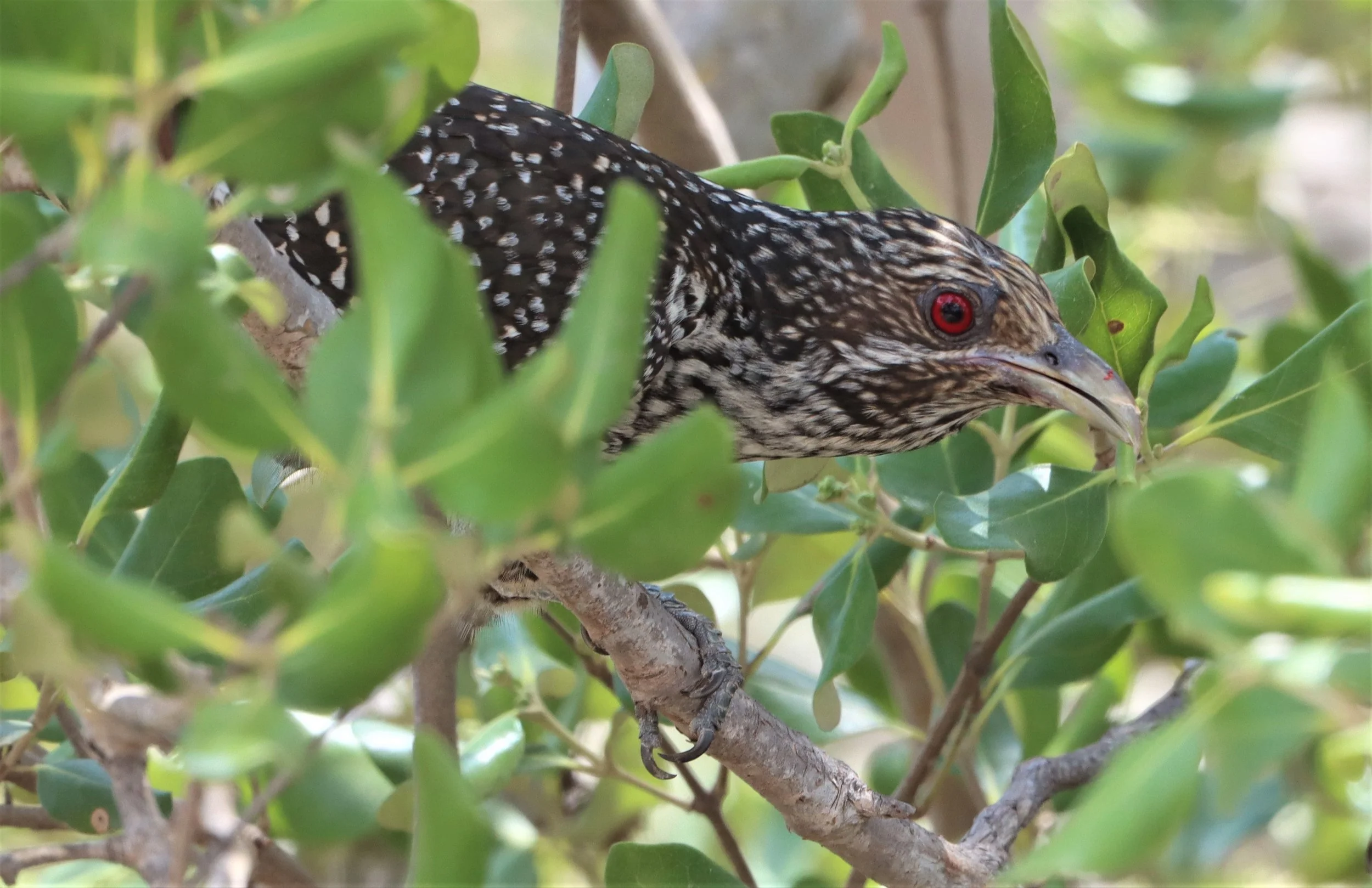 Asian Koel (Eudynamys scolopacea) Pak Thale Salt Ponds Petchaburi Thailand (13).jpg