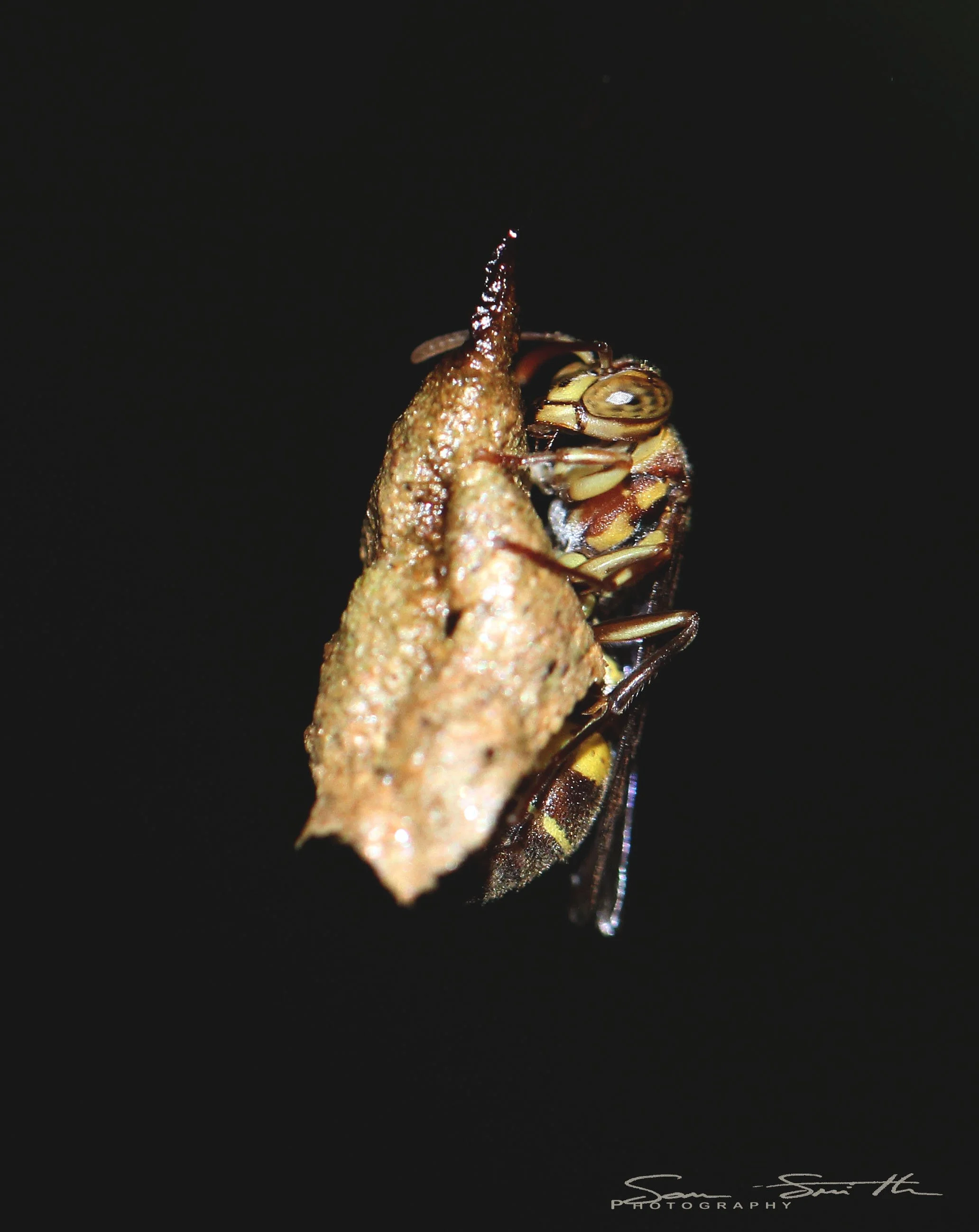 Hymenoptera species 1 - Koh Lanta, Thailand (13).JPG