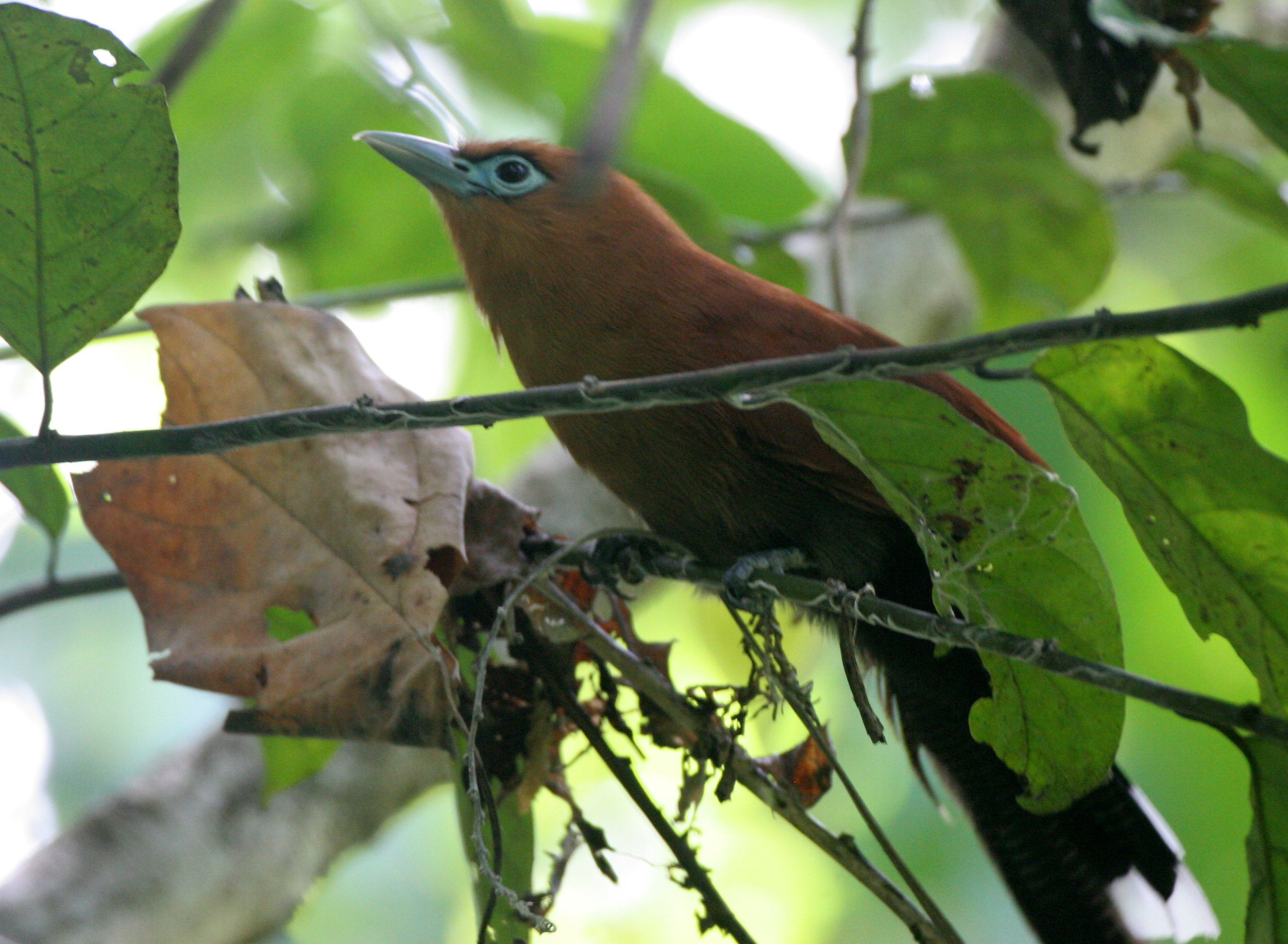 Raffle's Malkoha (Rhinortha chlorophaea) Tabin Wildlife Reserve Borneo (7).JPG
