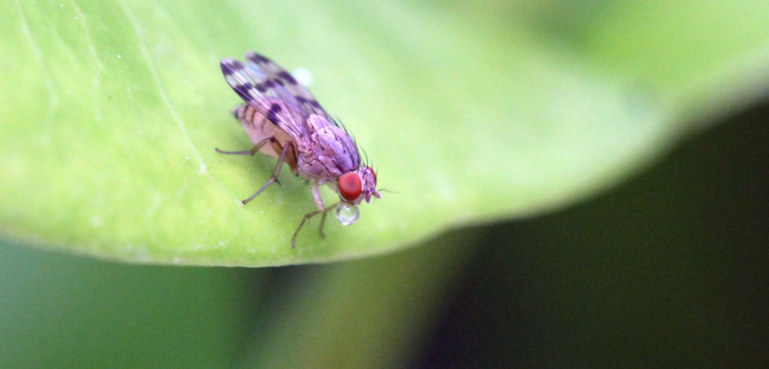 2013 in Nakhonsithammarat and some Krabi with Family (71).JPG