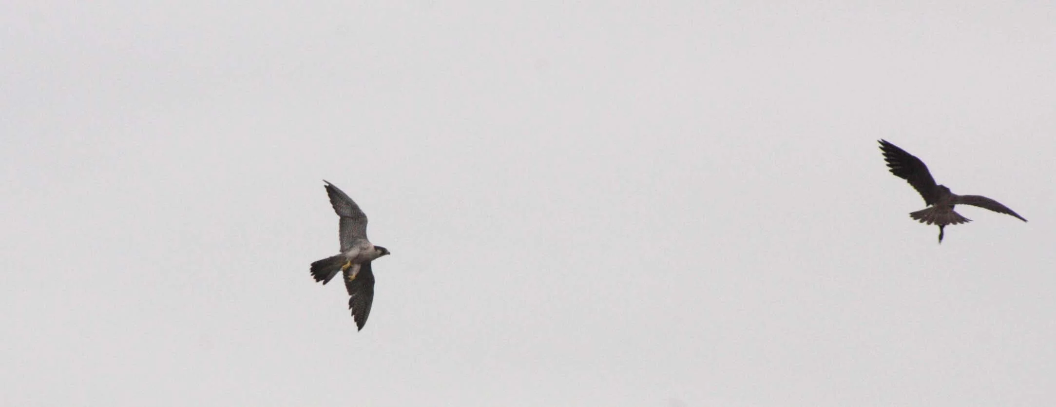 Falco peregrinus peregrinator - INDIAN PEREGRINE FALCON - BUENG BORAPHET THAILAND - CHRISTMAS IN THAILAND TRIP 2008 (15).JPG