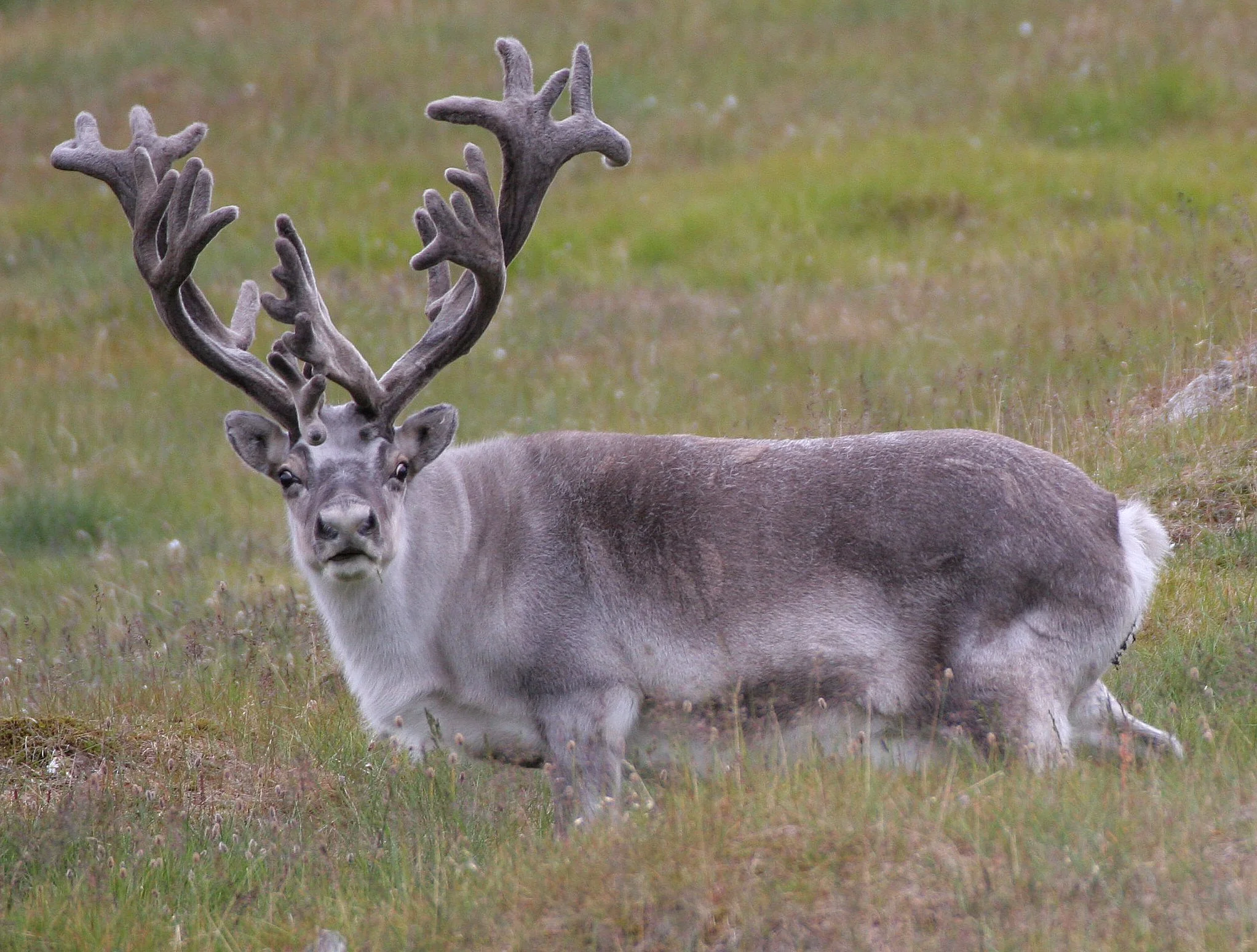 CERVID - CARIBOU - SVALBARD CARIBOU - SVALBARD (47).jpg