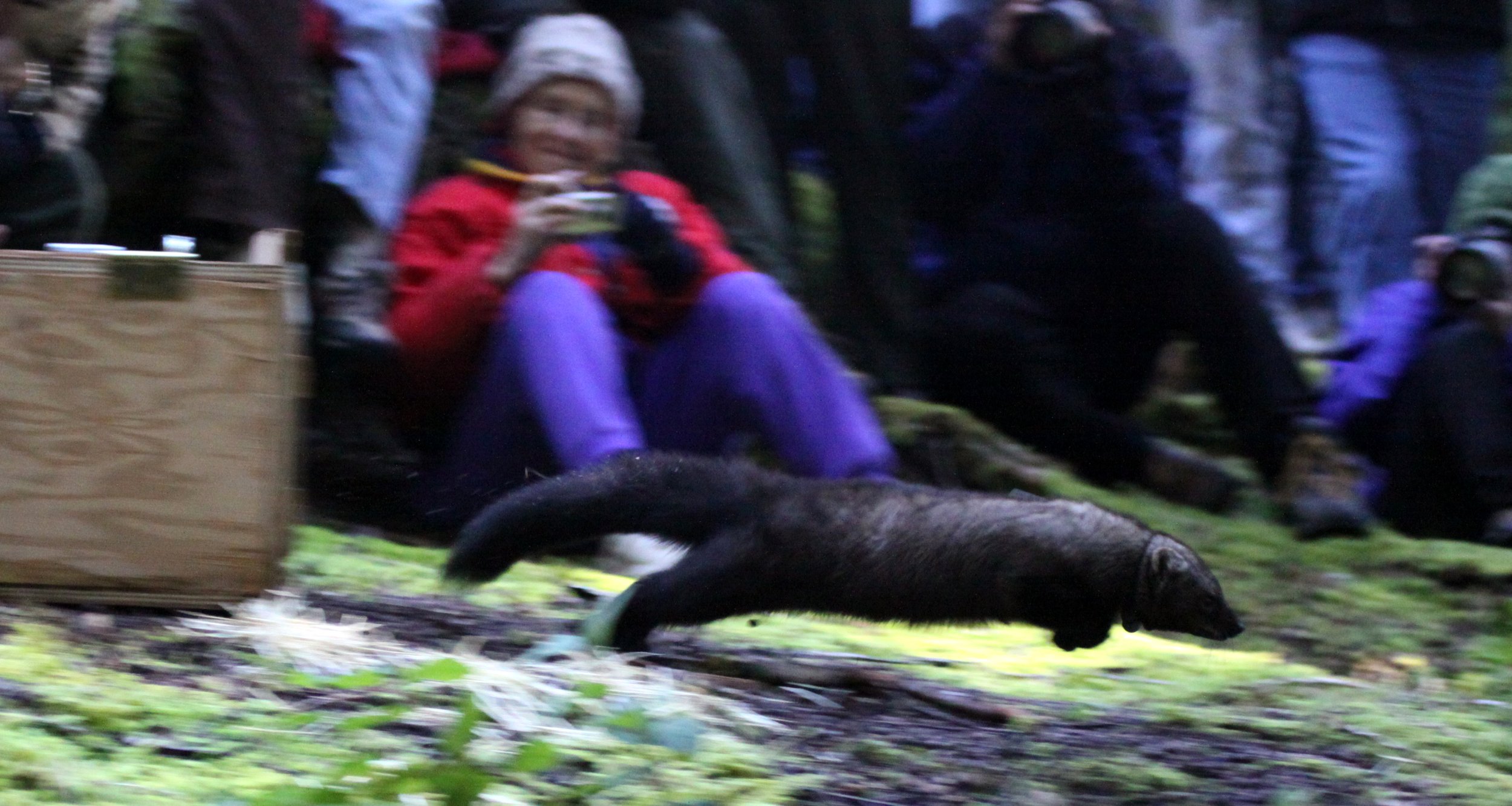 MUSTELID - FISHER - FINAL RELEASE ON 2-20-2010 (26).JPG