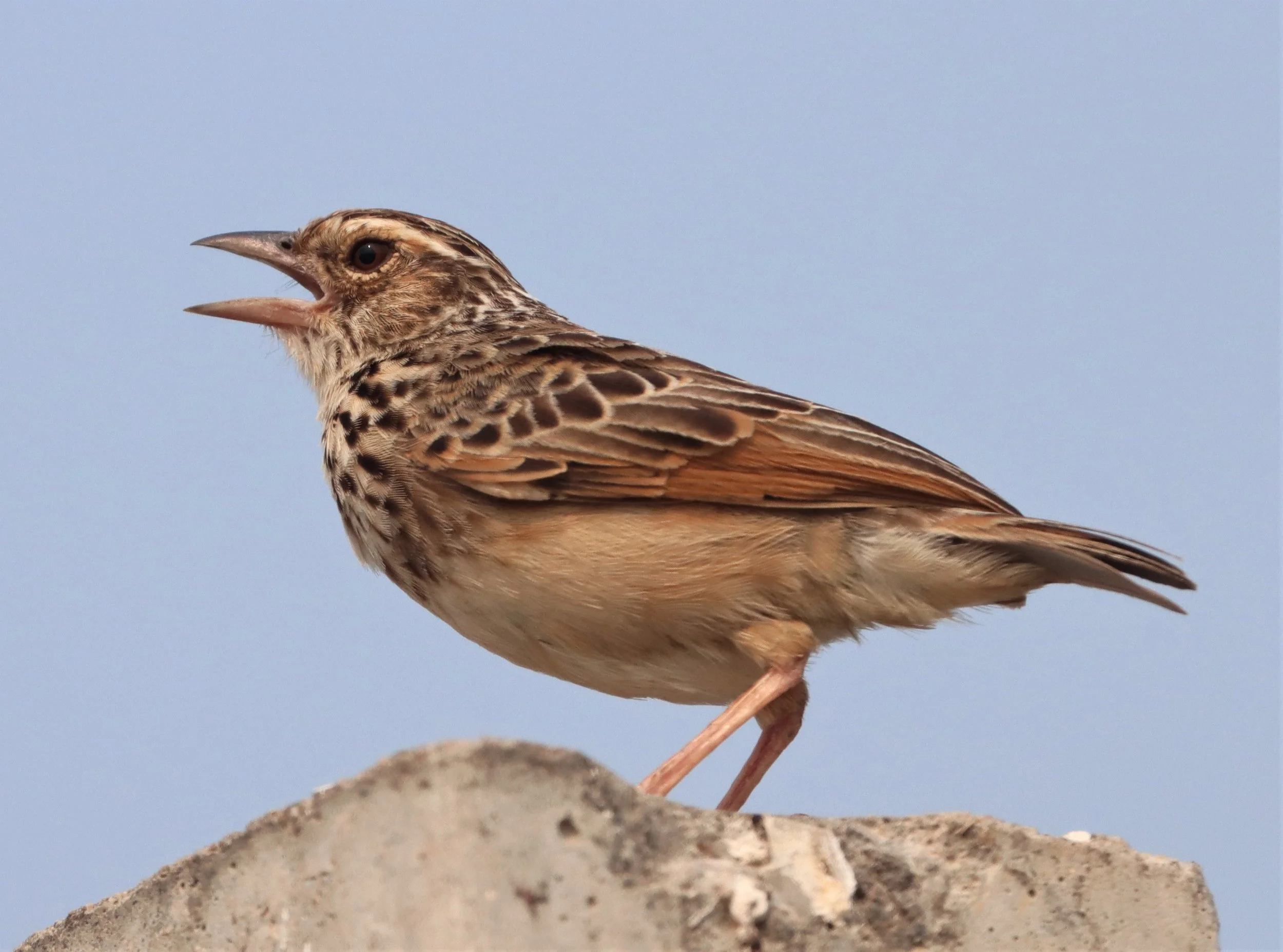 Indochinese Bushlark (Mirafra erythrocephala) Bang Khaem Wetlands Nakhon Pathom (8).jpg