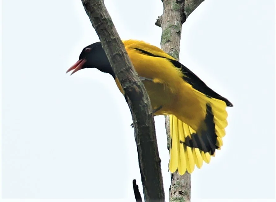 Black-hooded Oriole (Oriolus xanthornus) Baan Maka Nature Resort Petchaburi Thailand (31).jpg