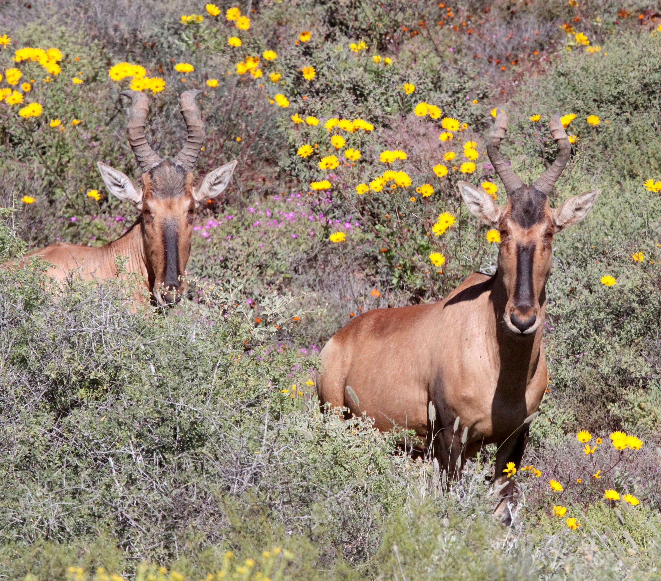 HARTEBEEST - RED HARTEBEEST -  Alcephalus caama - NAMAQUALAND NATIONAL PARK  PRESERVE SOUTH AFRICA (4).JPG