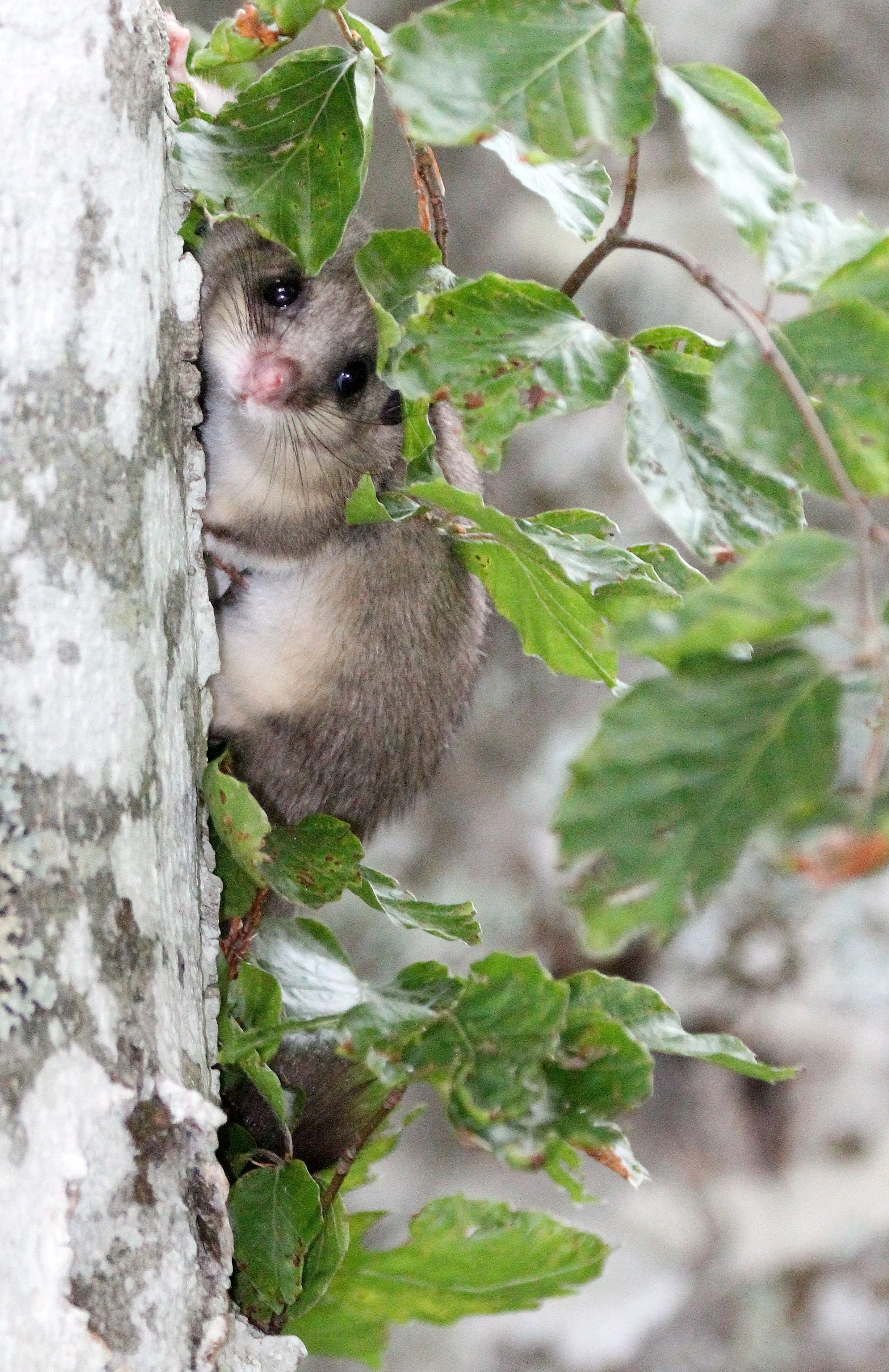 Glis glis - FAT OR EDIBLE DORMOUSE -VERCORS NATIONAL PARK FRANCE (13).JPG