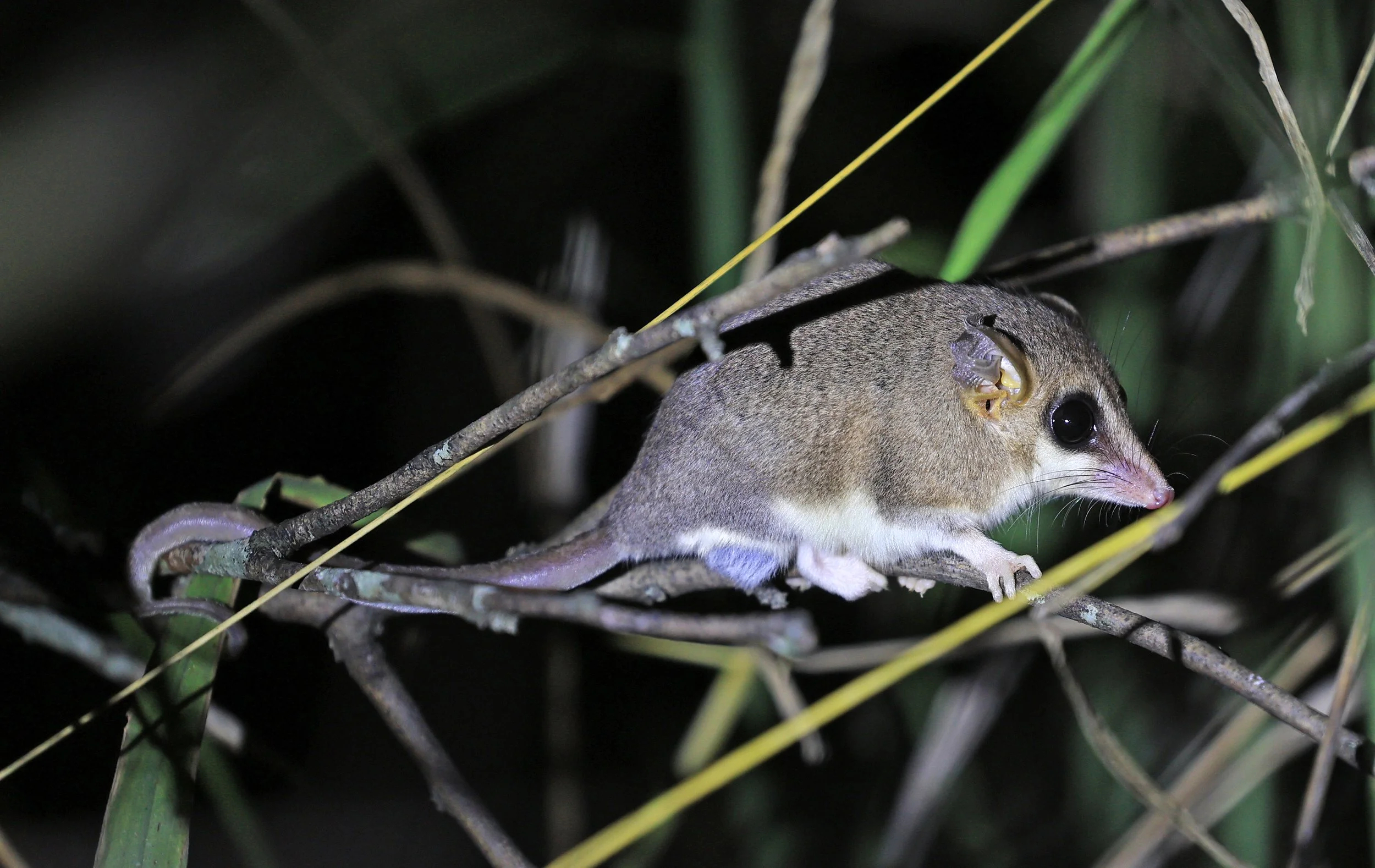 Chaco Fat-Tailed Mouse Opossum (Thylamys pusillus) 