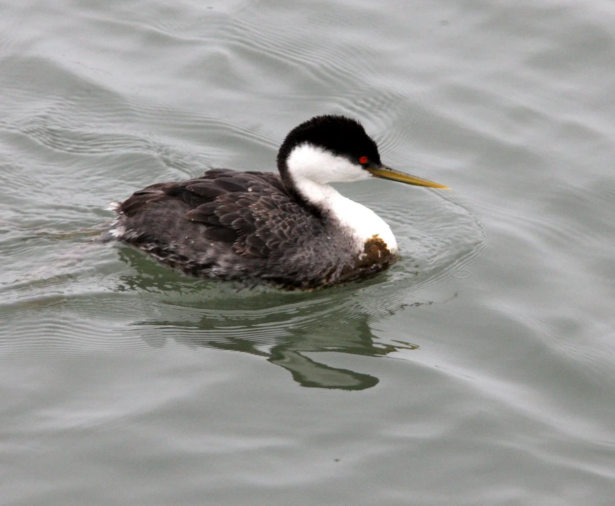Western Grebe (Aechmophorus occidentalis) Arcata Harbor California (5).JPG