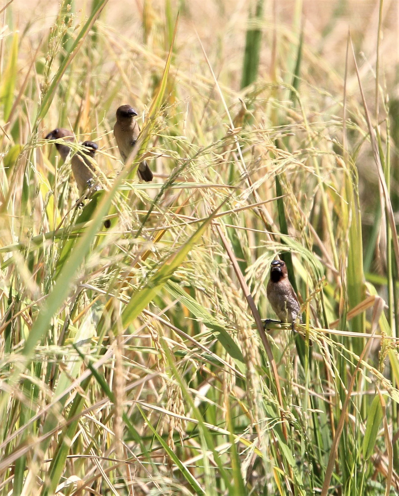 MUNIA - SCALY BREASTED MUNIA - Lonchura punctulata - ROT FAI PARK BKK (4).jpg