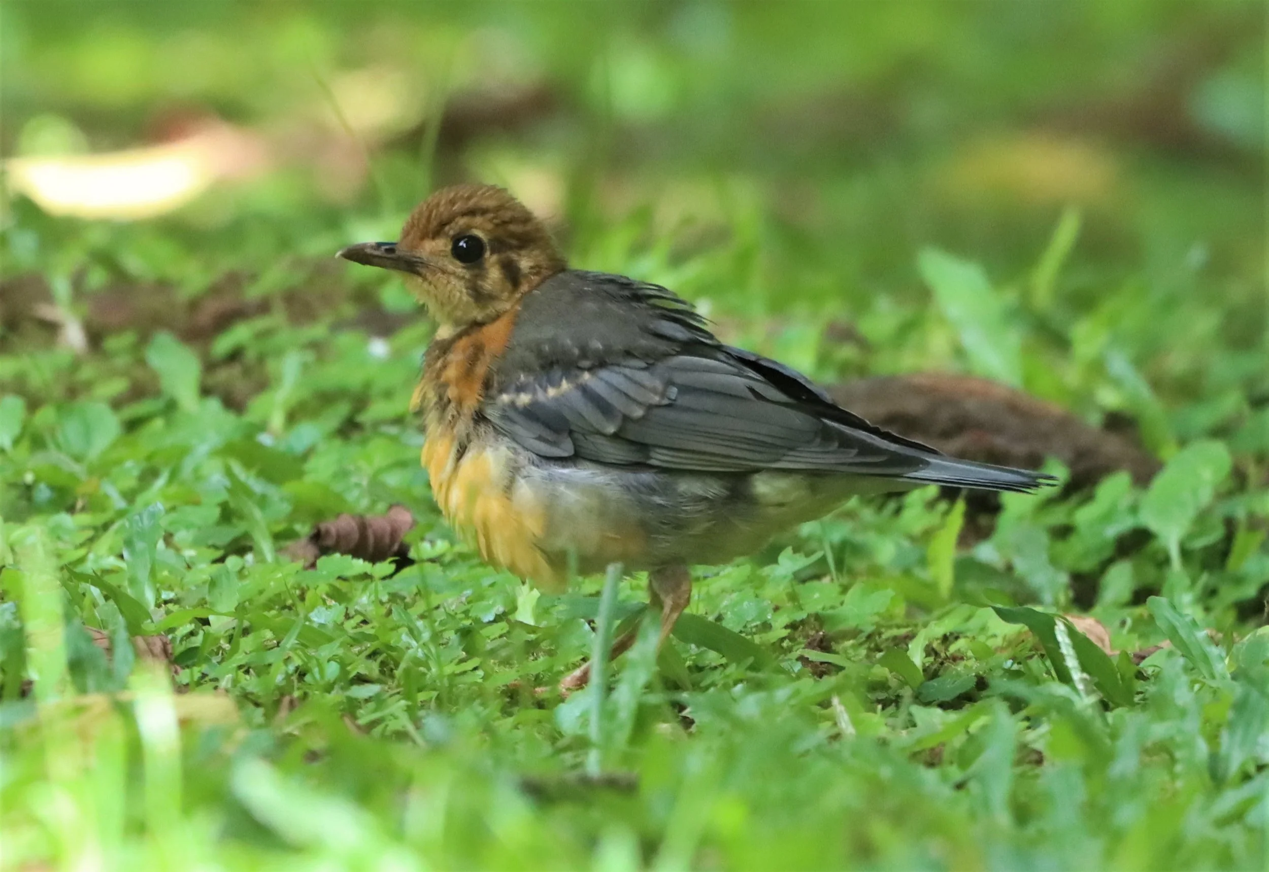 Orange-headed Thrush (Zoothera citrina) Doi Ang Kang Chiang Mai (7).jpg