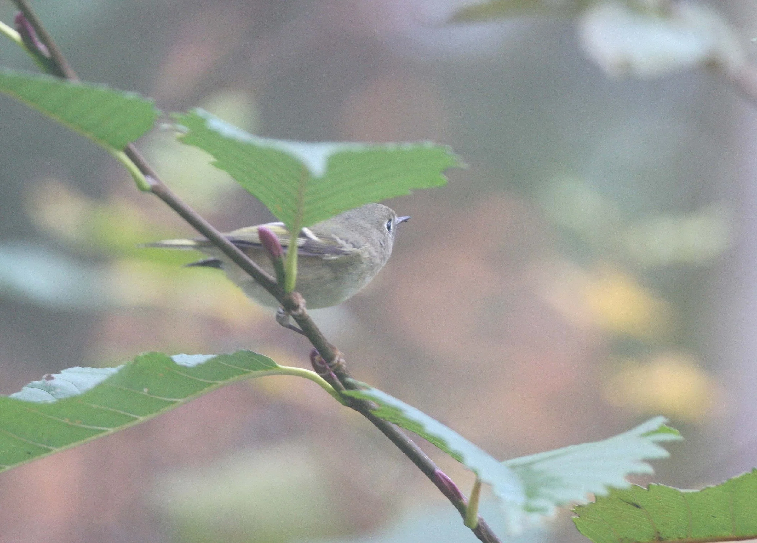 Hutton's Vireo (Vireo huttoni) Lake Farm Olympic Peninsula Washington (29).jpg