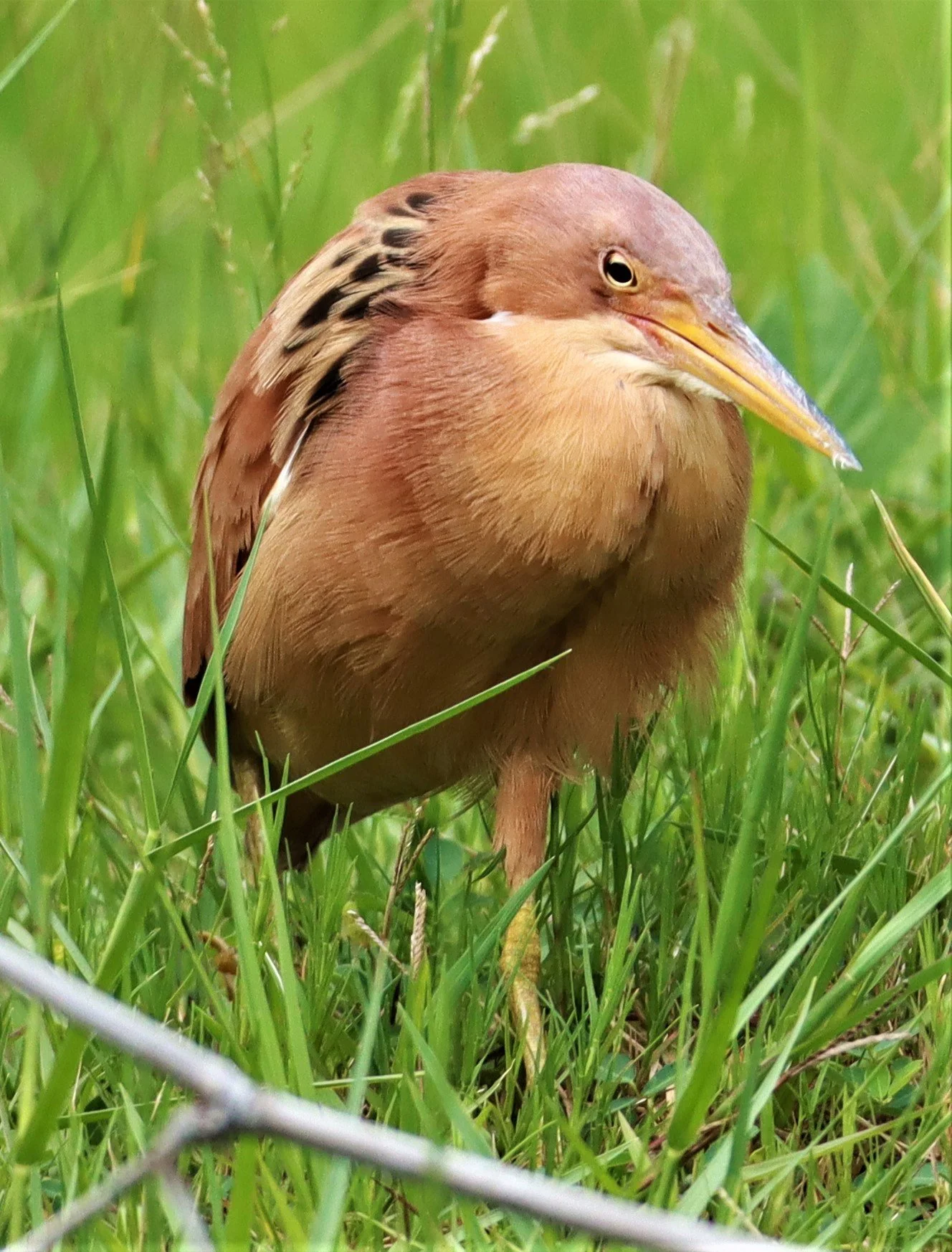 BITTERN - CINNAMON BITTERN (CHESTNUT BITTERN) - Ixobrychus cinnamomeus - BURIRAM HUAI CHORAKHE MAK (49).jpg