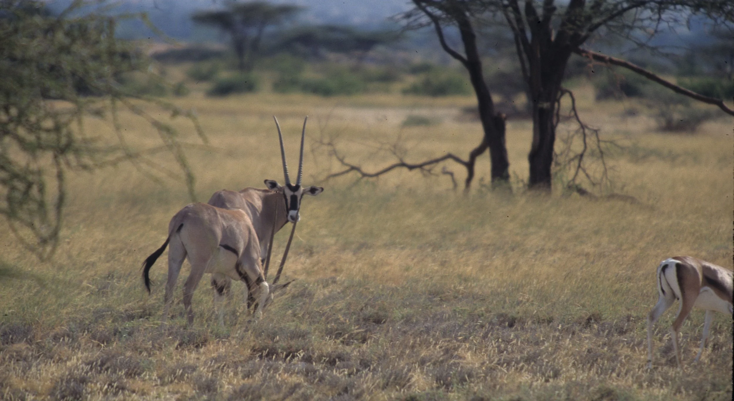 BOVID - ORYX - BEISA - SHABA (9).jpg