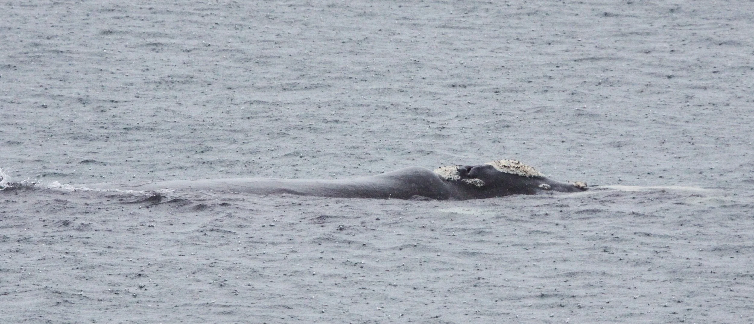 Southern Right Whale (Eubalaena australis) South Africa