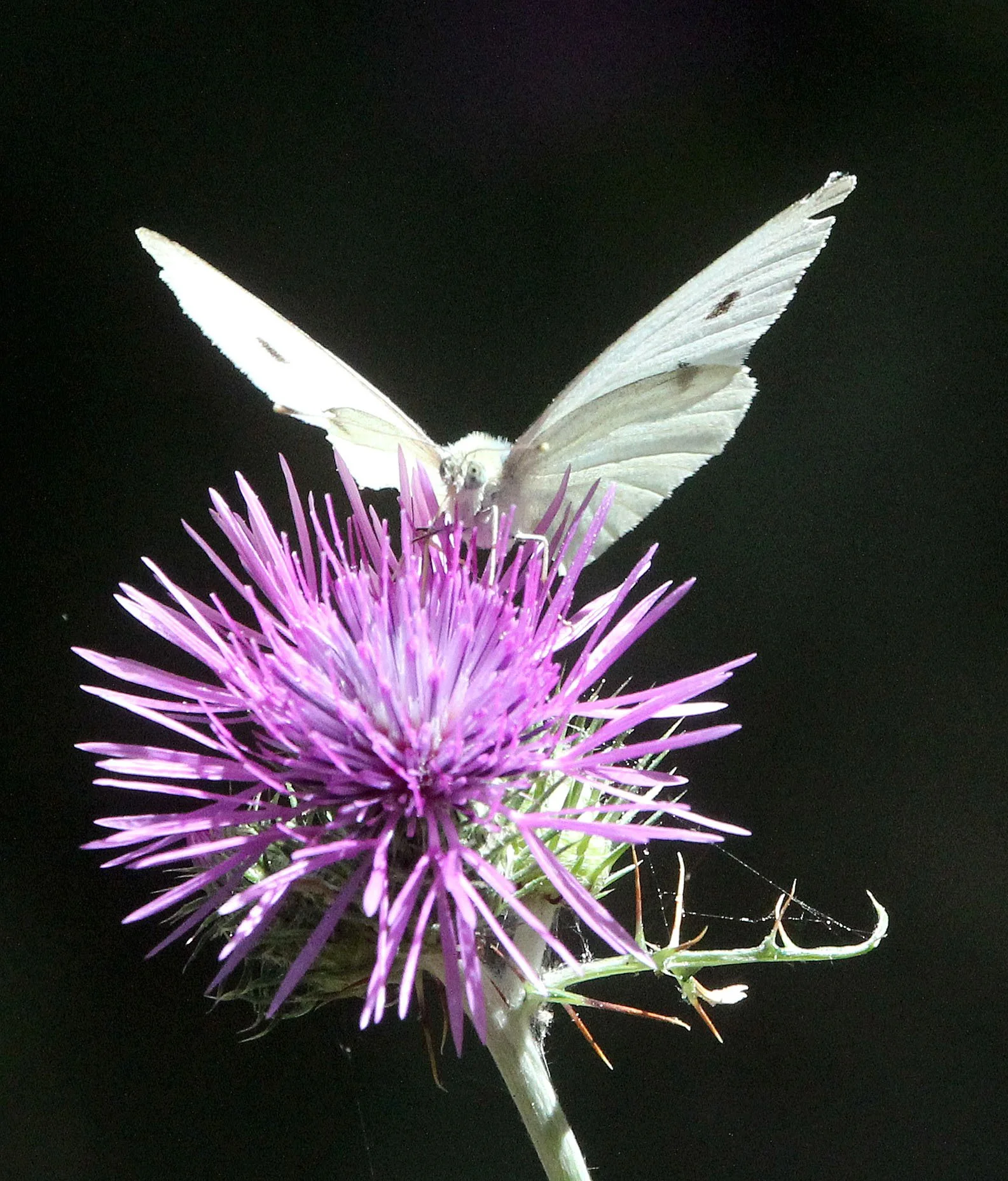 Pieridae - species unidentified 8 - Feija NP, Tunisia