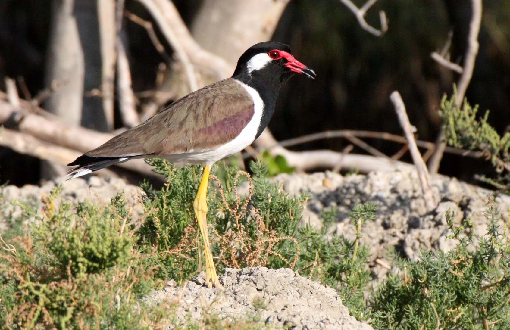 LAPWING - RED-WATTLED LAPWING - Vanellus indicus - KHAO SAM ROI YOT THAILAND (10).JPG