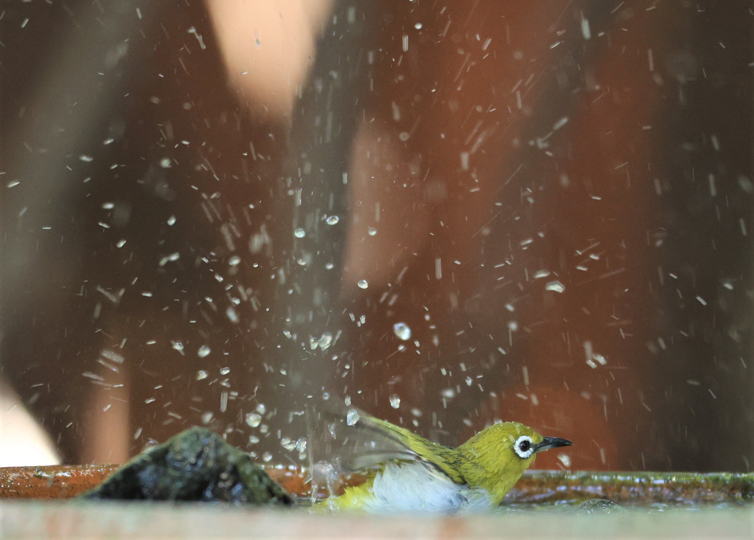 Swinhoe's White-eye (Zosterops simplex) Bang Pu Recreational Park & Mangrove Forest (38).jpg
