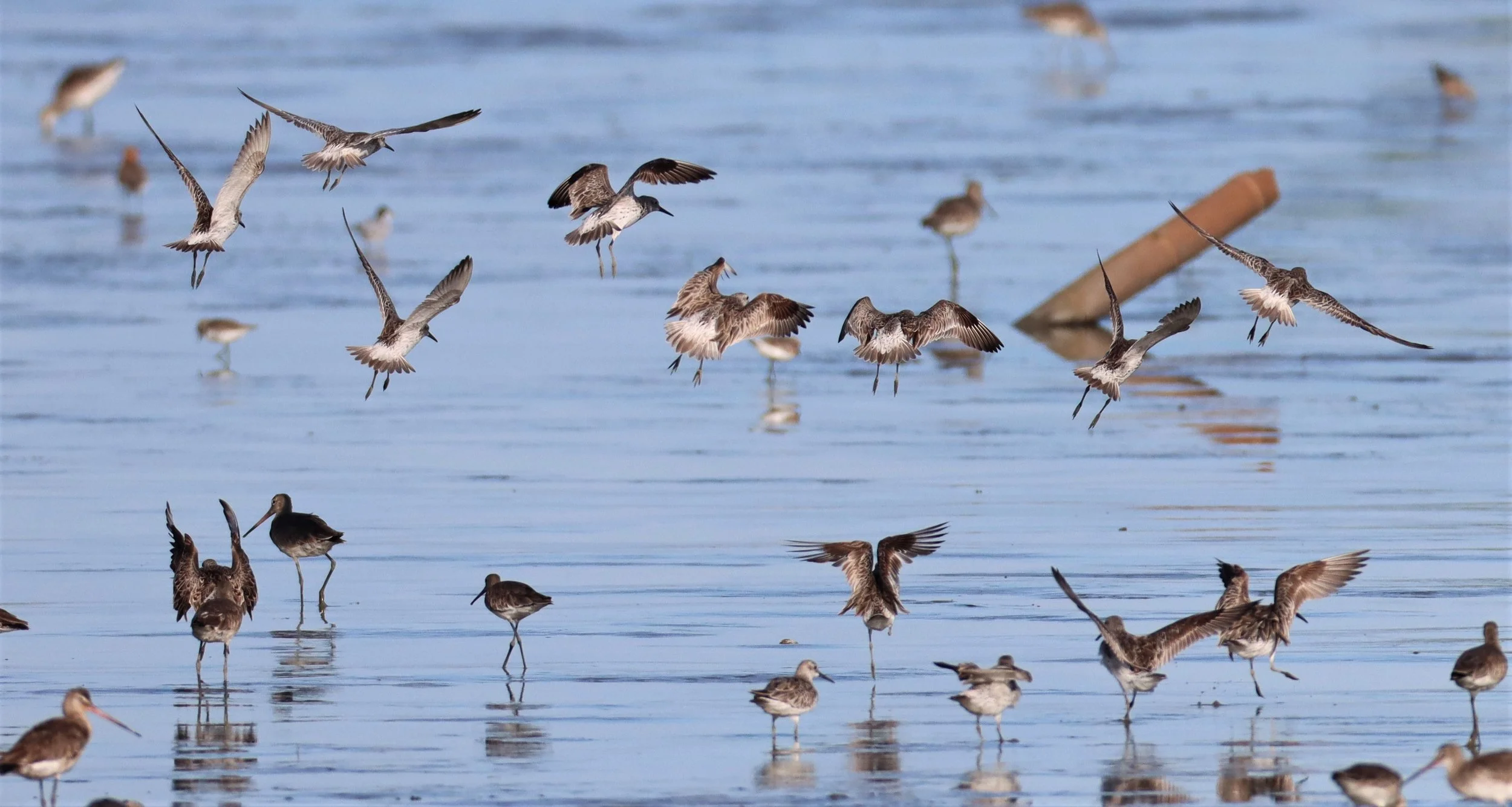 GREAT KNOTS - Calidris tenuirostris -Mangrove Forest Research Center Samut Sakorn (14).jpg