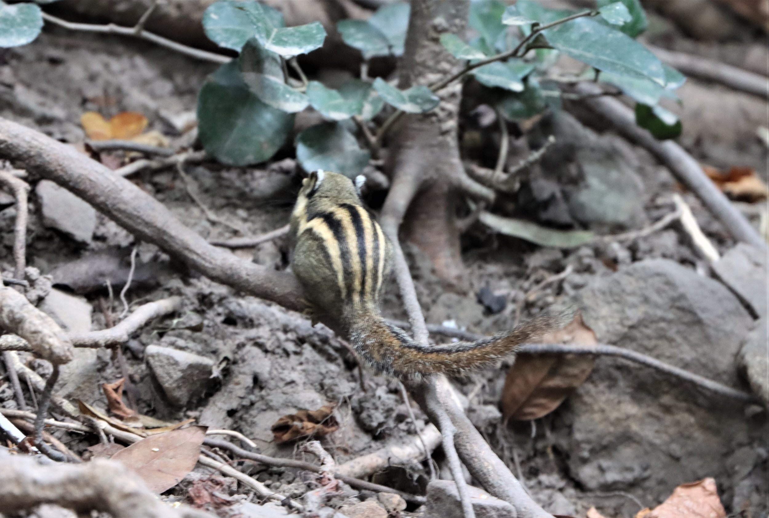 Tamiops mcclellandii - WESTERN (BURMESE) STRIPED SQUIRREL - NEUNG HIDE KAENG KRACHAN (7).jpg