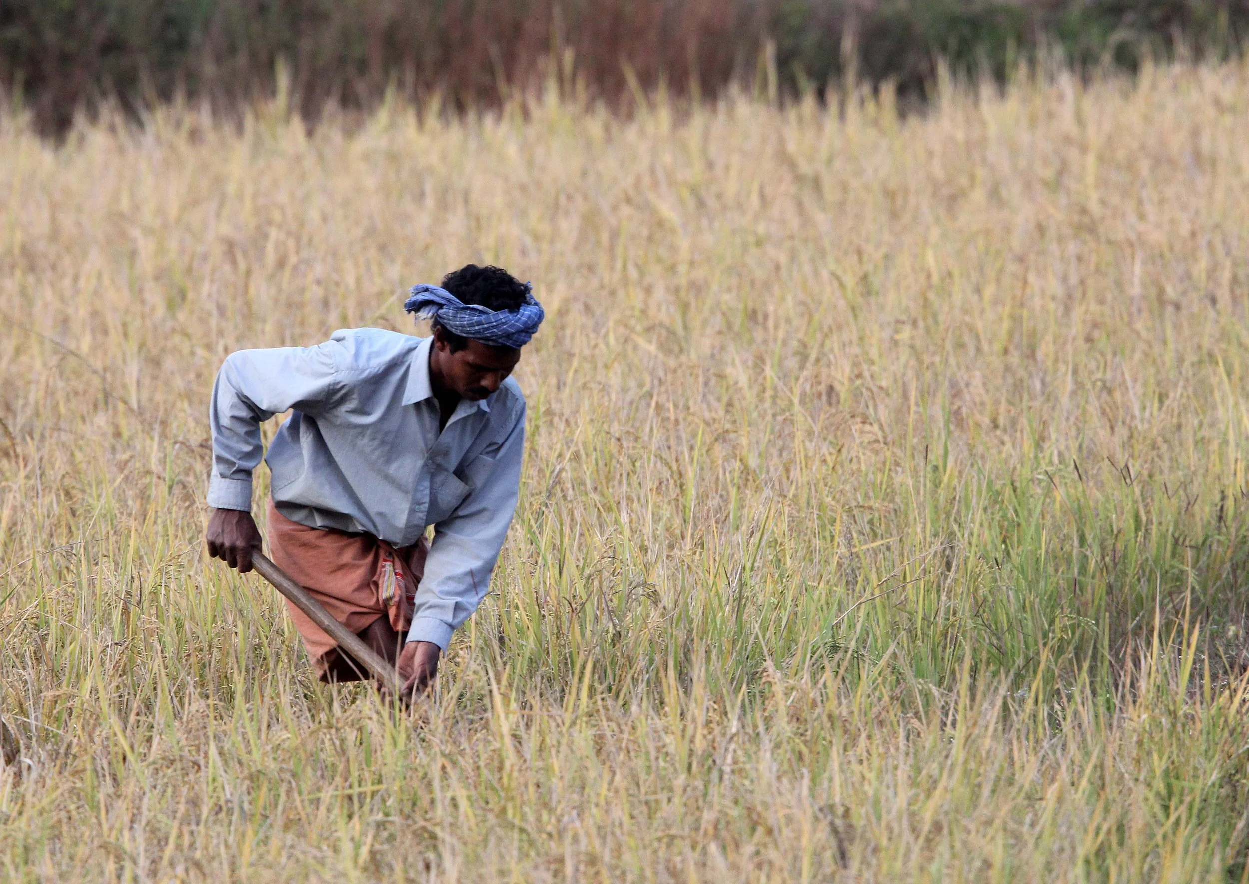 THOLPETTY RESERVE WAYANAD KERALA INDIA (2).JPG