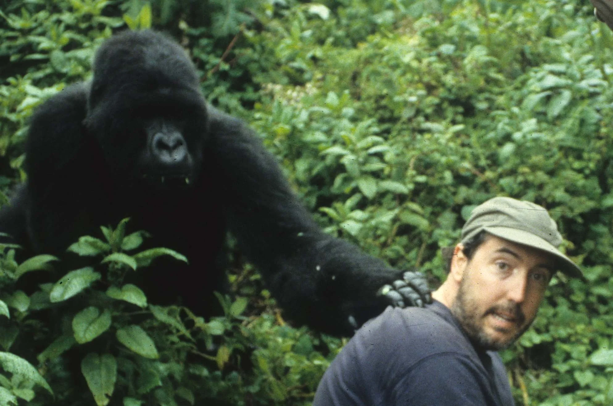 PRIMATE - GORILLA - ME (11).jpg