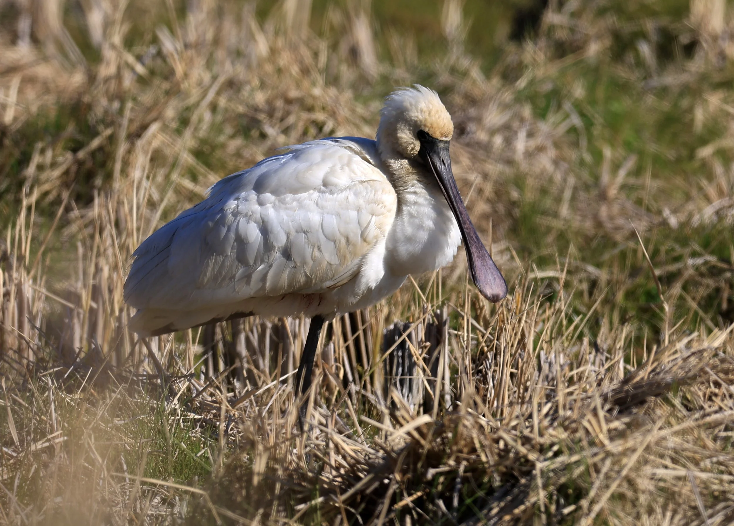 Black-faced Spoonbill (Platalea minor) Izumi Crane Center and Fields Izumi Kagoshima Japan (34).jpg