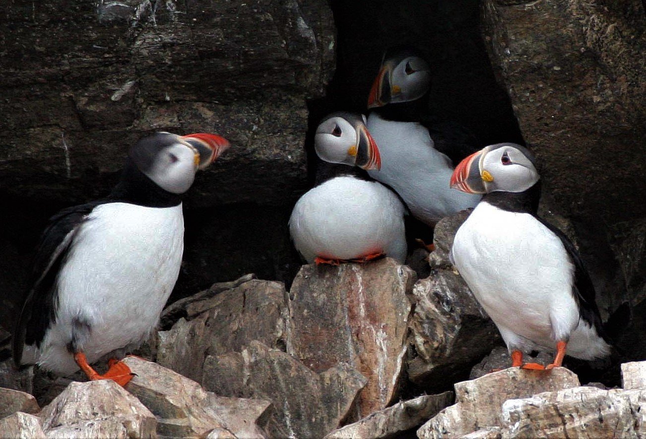Fratercula arctica - ATLANTIC PUFFIN - SVALBARD aa (8).jpg