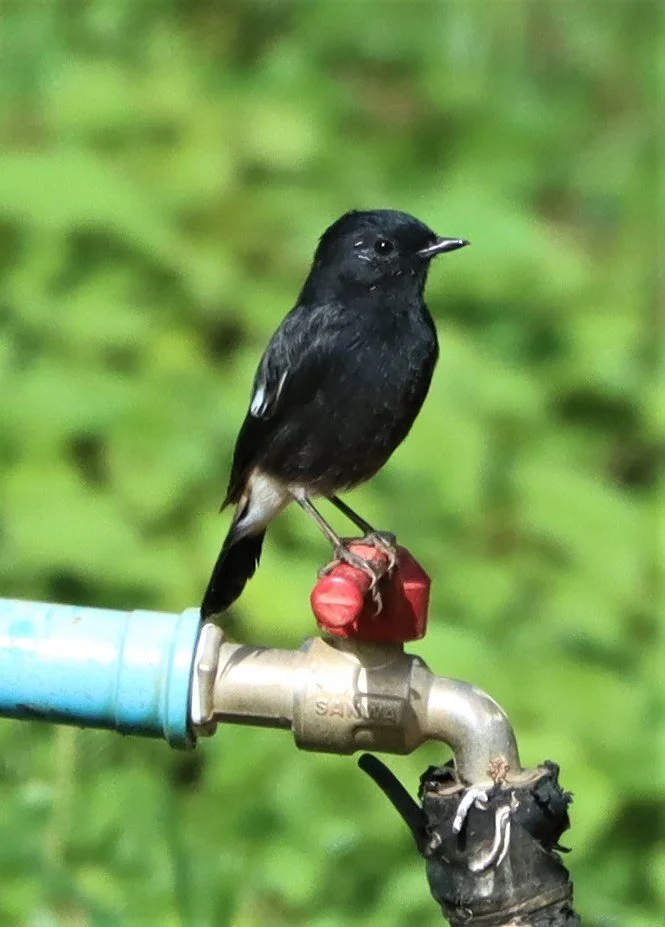 BUSH CHAT - PIED BUSH CHAT - Saxicola caprata - DOI ANG KANG CHIANG MAI (2).jpg