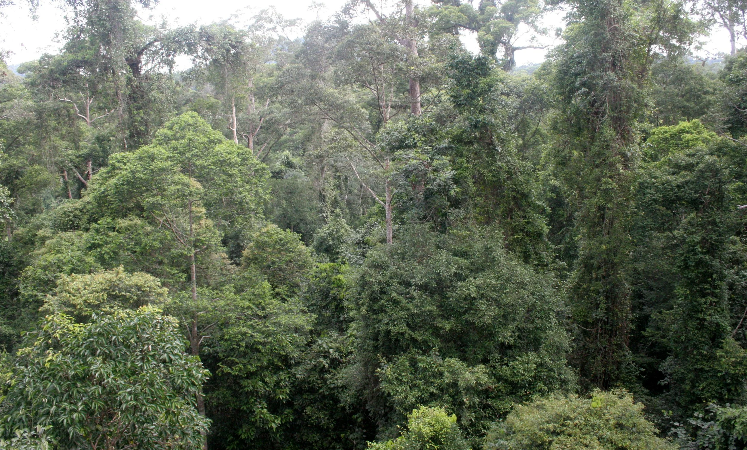 DANUM VALLEY BORNEO - TREE PLATFORM (10).JPG