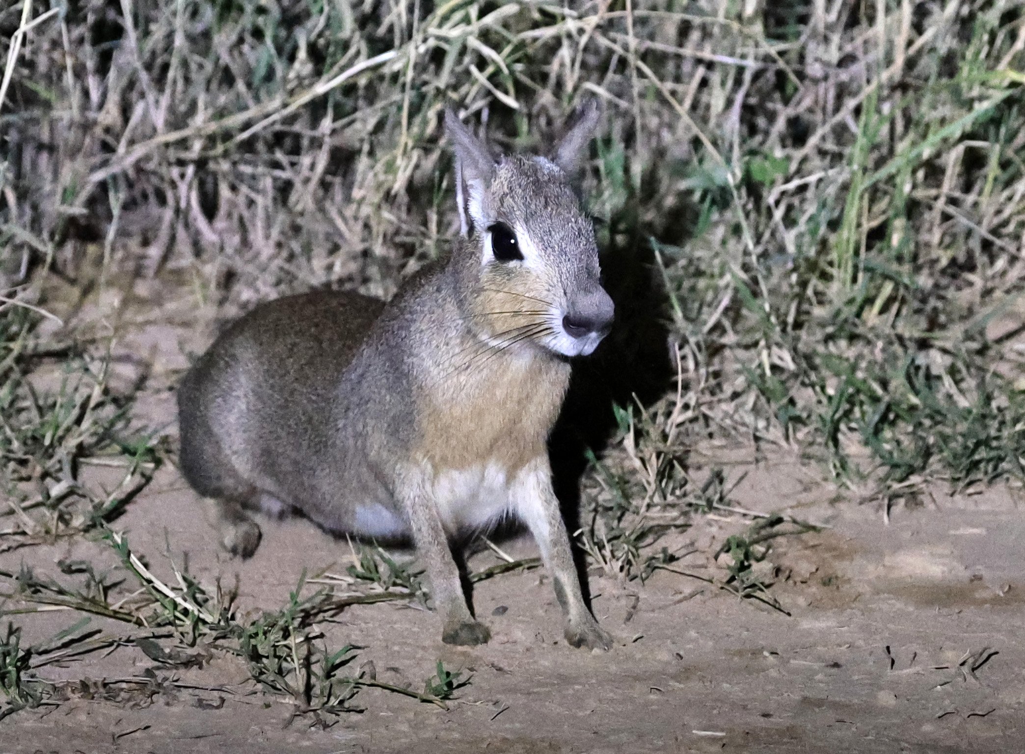 Chacoan Mara (Dolichotis salinicola) Hotel Campestre Iparoma Paraguay (7).jpg
