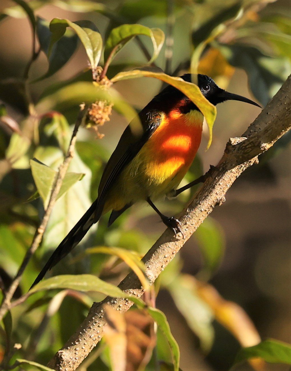 SUNBIRD - DOI INTHANON GREEN-TAILED SUNBIRD - Aethopyga nipalensis angkanensis - DOI INTHANON NP CHIANG MAI, DEC 2021 (14).jpg