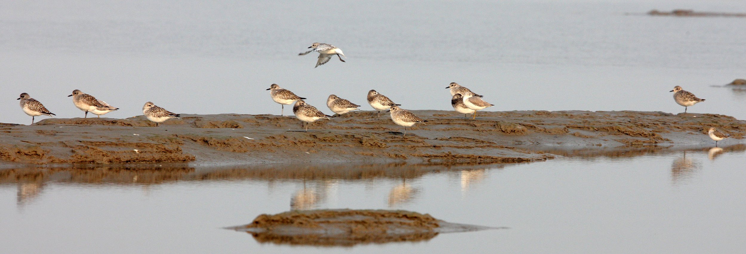 BIRD - GREENSHANK - NOORDMAN'S GREENSHANK WITH GREY PLOVERS - NANKOU, RUDONG, CHINA (6).JPG