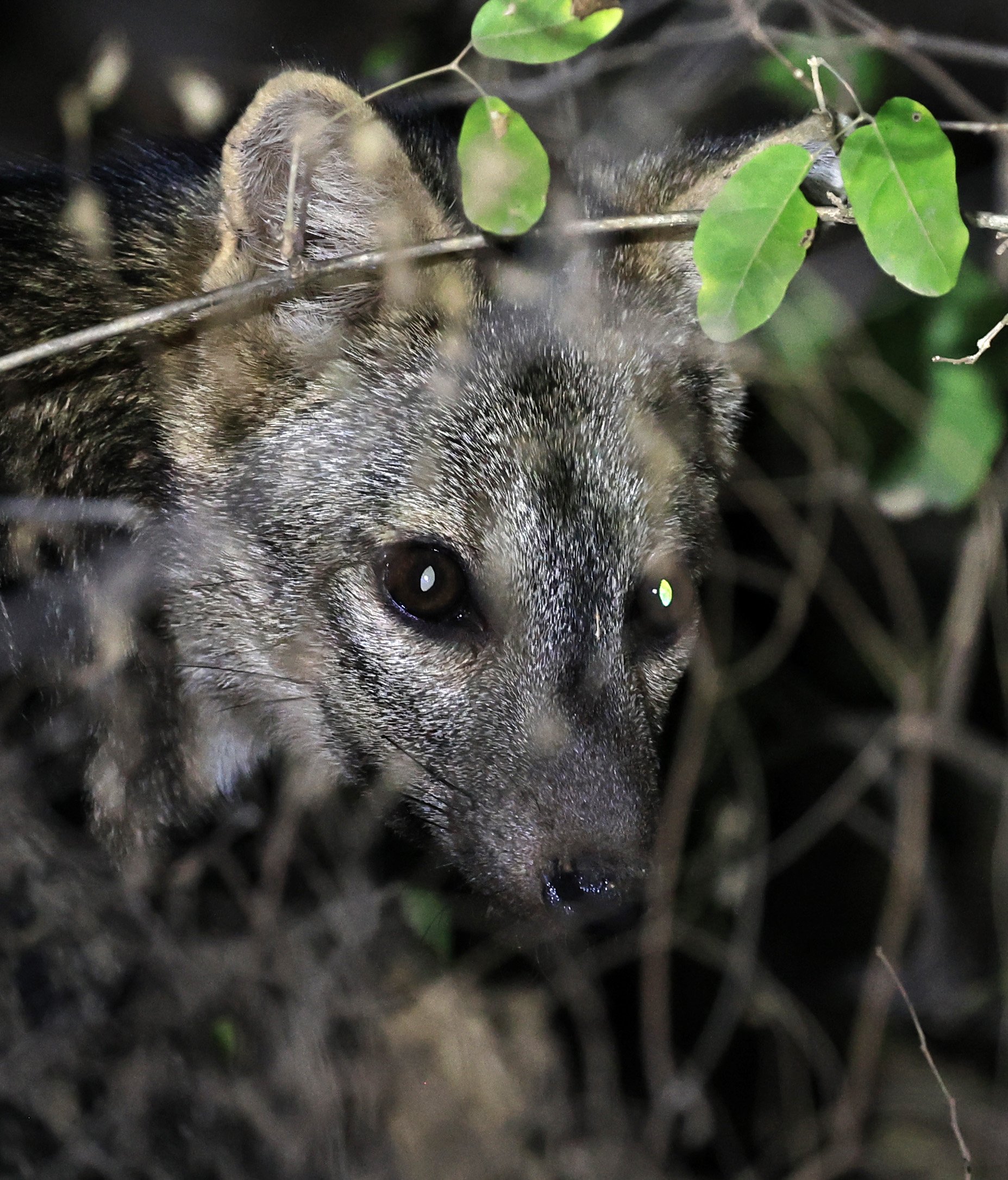 Crab-eating Fox (Cerdocyon thous) Agua Dulce Paraguay (47).jpg