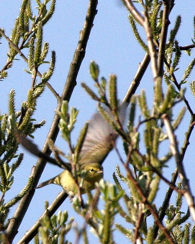 BIRD - WARBLER - ORANGE-CROWNED WARBLER - VERMIVORA CELATA - LAKE FARM WOODS WA (2).JPG