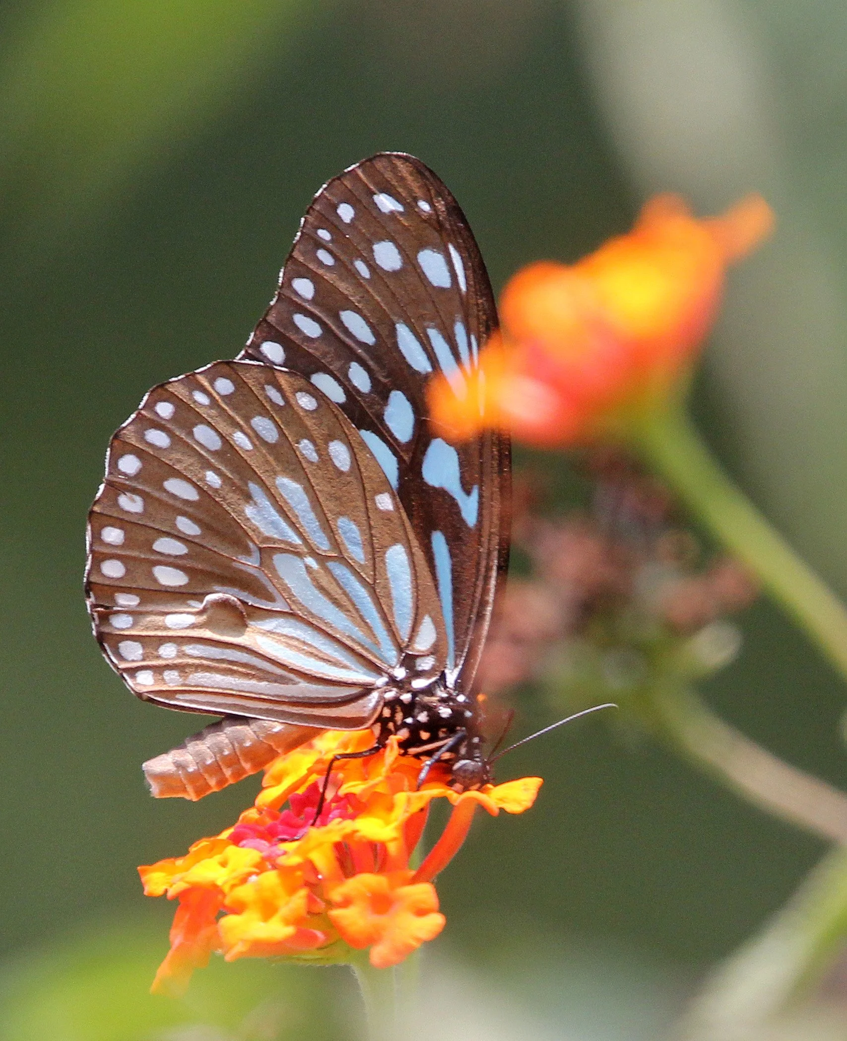 Danaidae - Parantica aglea - Gir Forest India