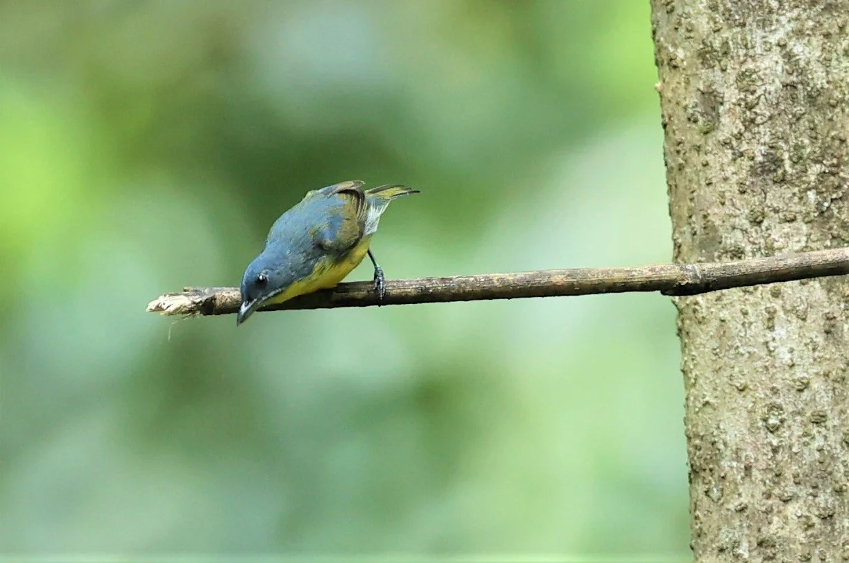 FLOWERPECKER - CRIMSON-BREASTED FLOWERPECKER - Prionochilus percussus - SRI PHANG NGA AREA SONGKRAN 2022 (18).jpg