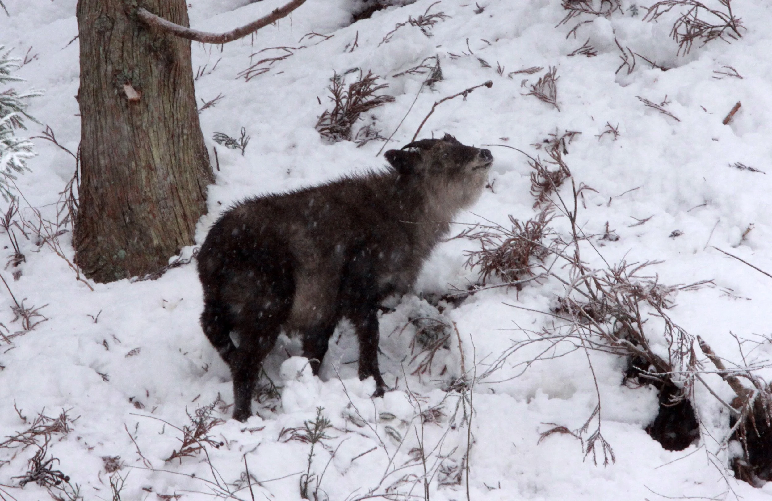 SEROW - JAPANESE SEROW - Capricornis crispus - JIGOKUDANI ONSEN NAGANO PREFECTURE JAPAN (13).JPG