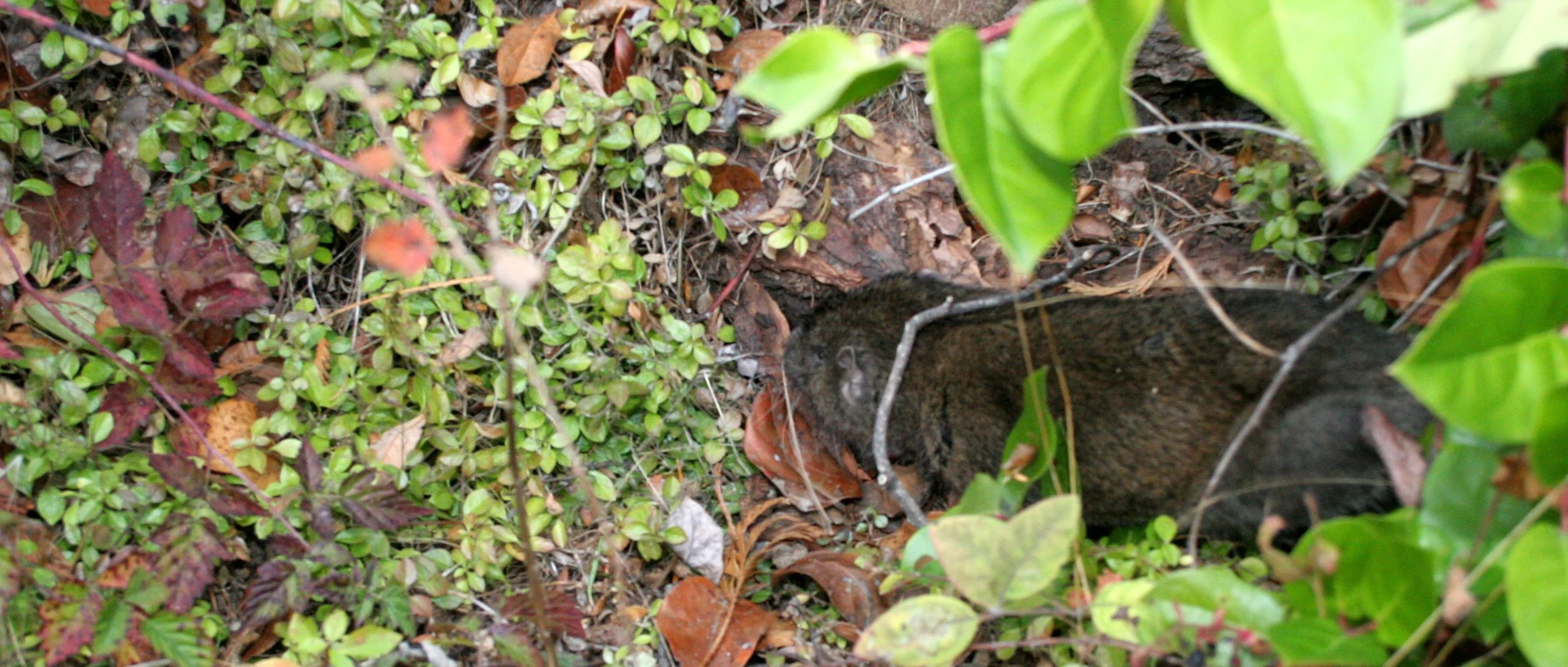 RODENT - MOUNTAIN BEAVER - APLODONTIA - LAKE FARM TRAILS (6).JPG