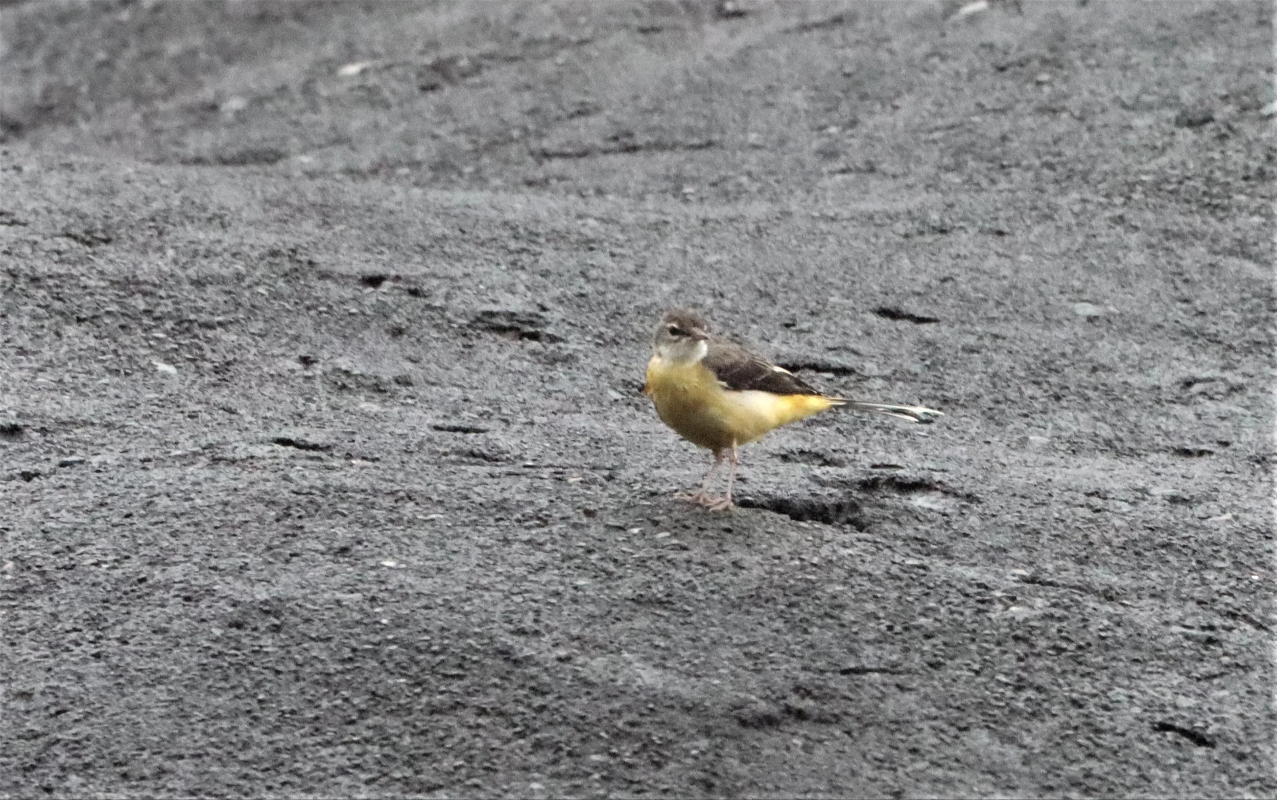 YELLOW WAGTAIL - Motacilla flava - HALA BALA WS (12).jpg