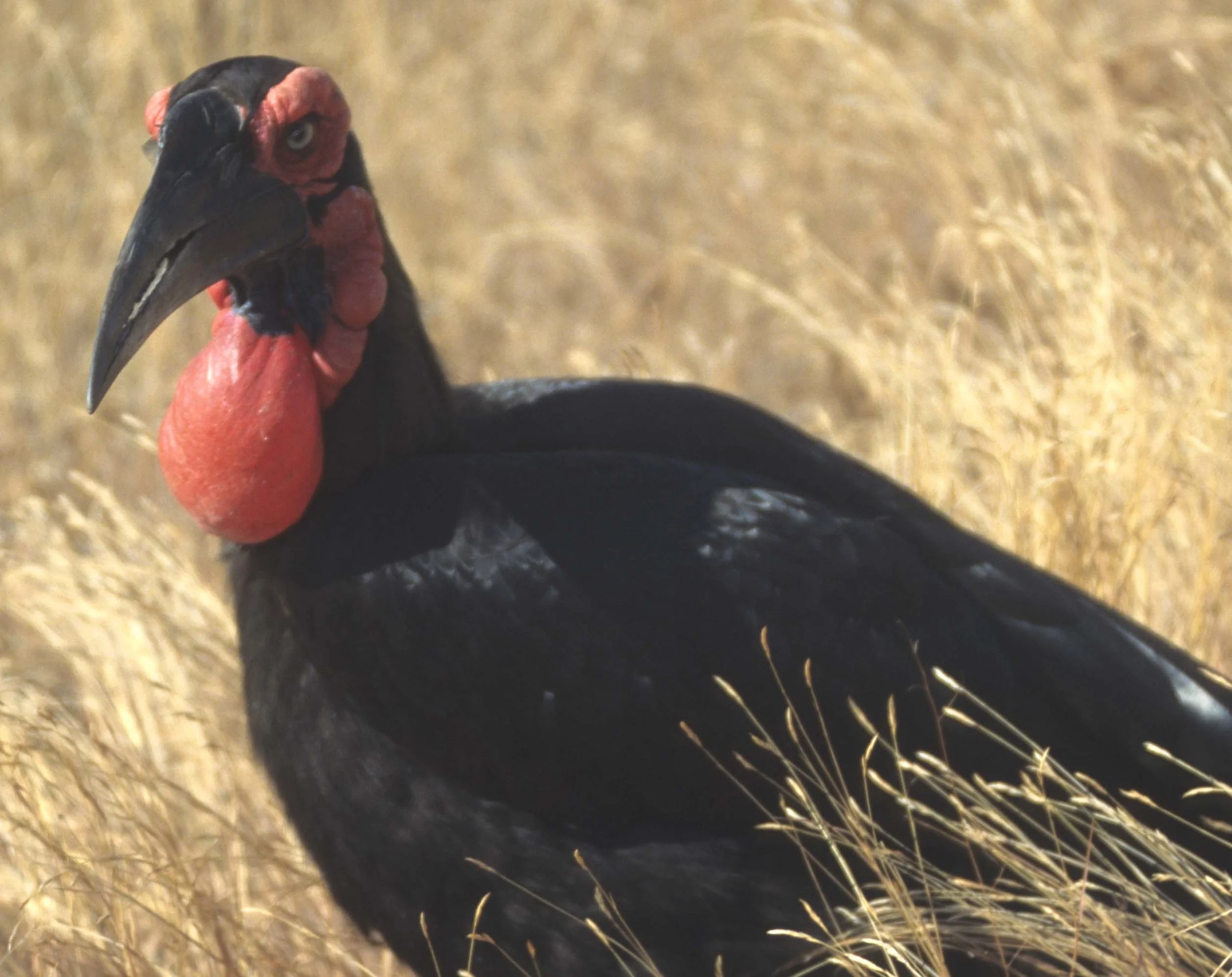 BIRDS - HORNBILL - GROUND - KRUGER C.jpg